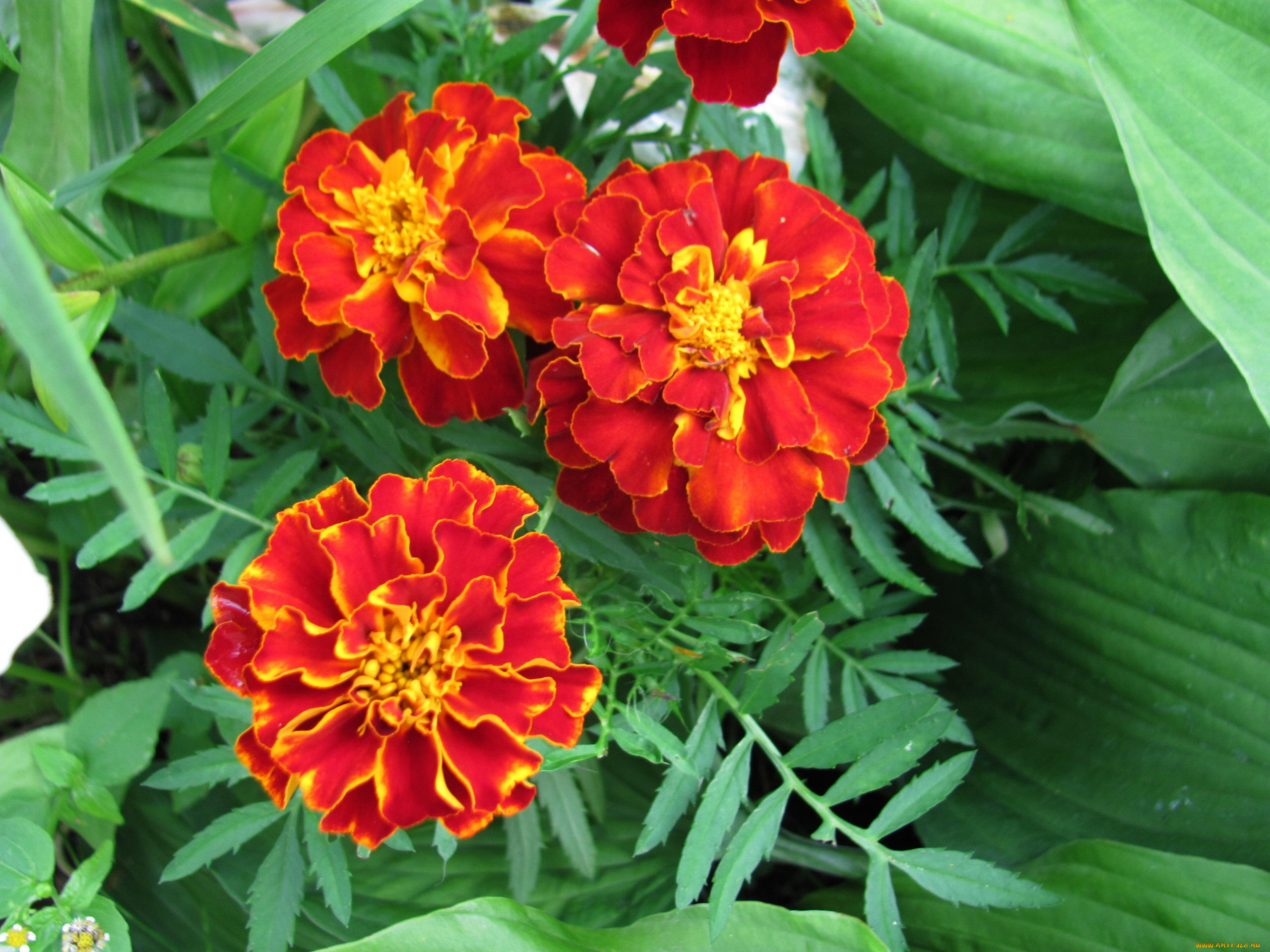 цветы, бархатцы, тагетес