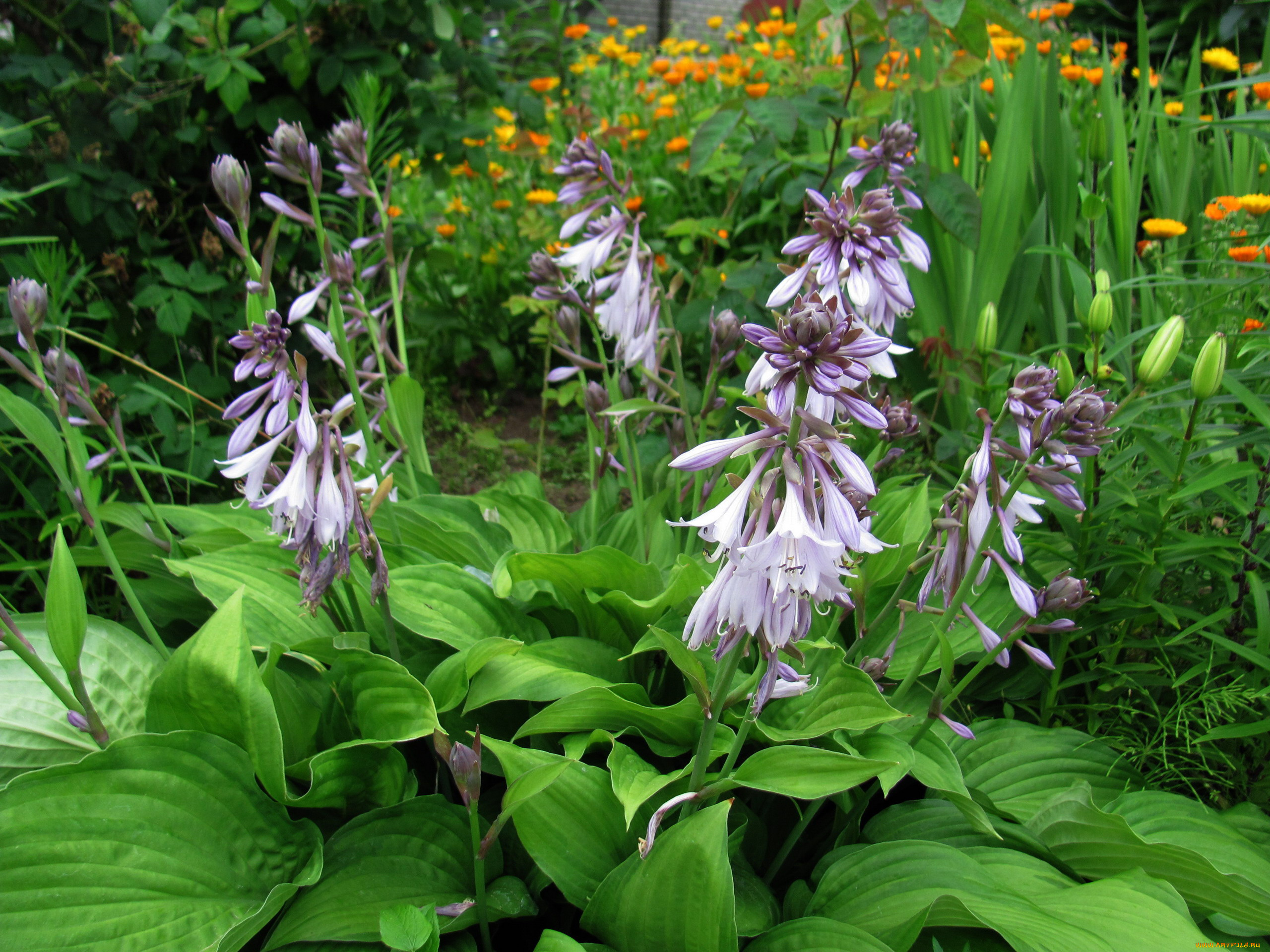 цветы, хоста