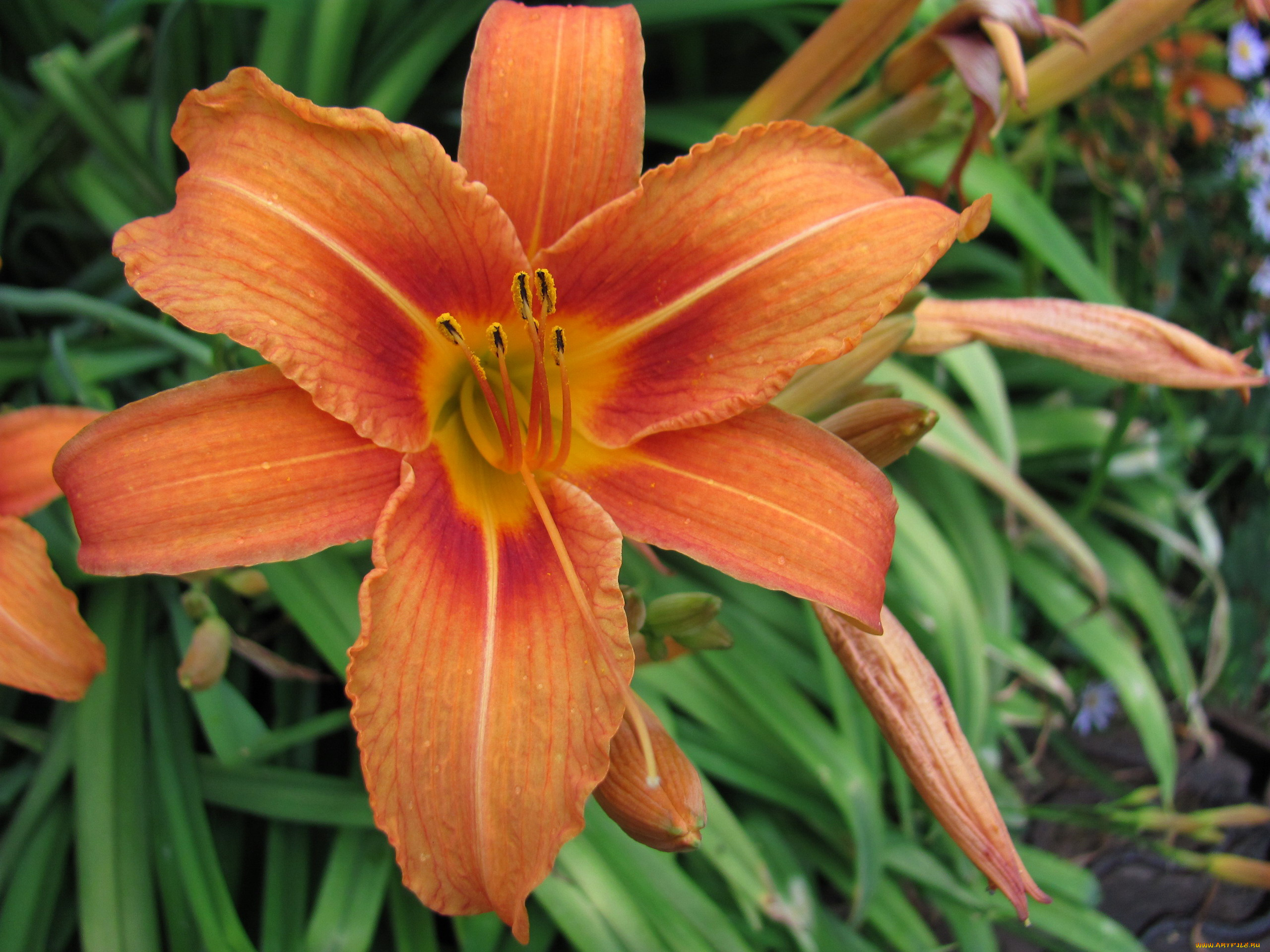 цветы, лилии, , лилейники, лилейник