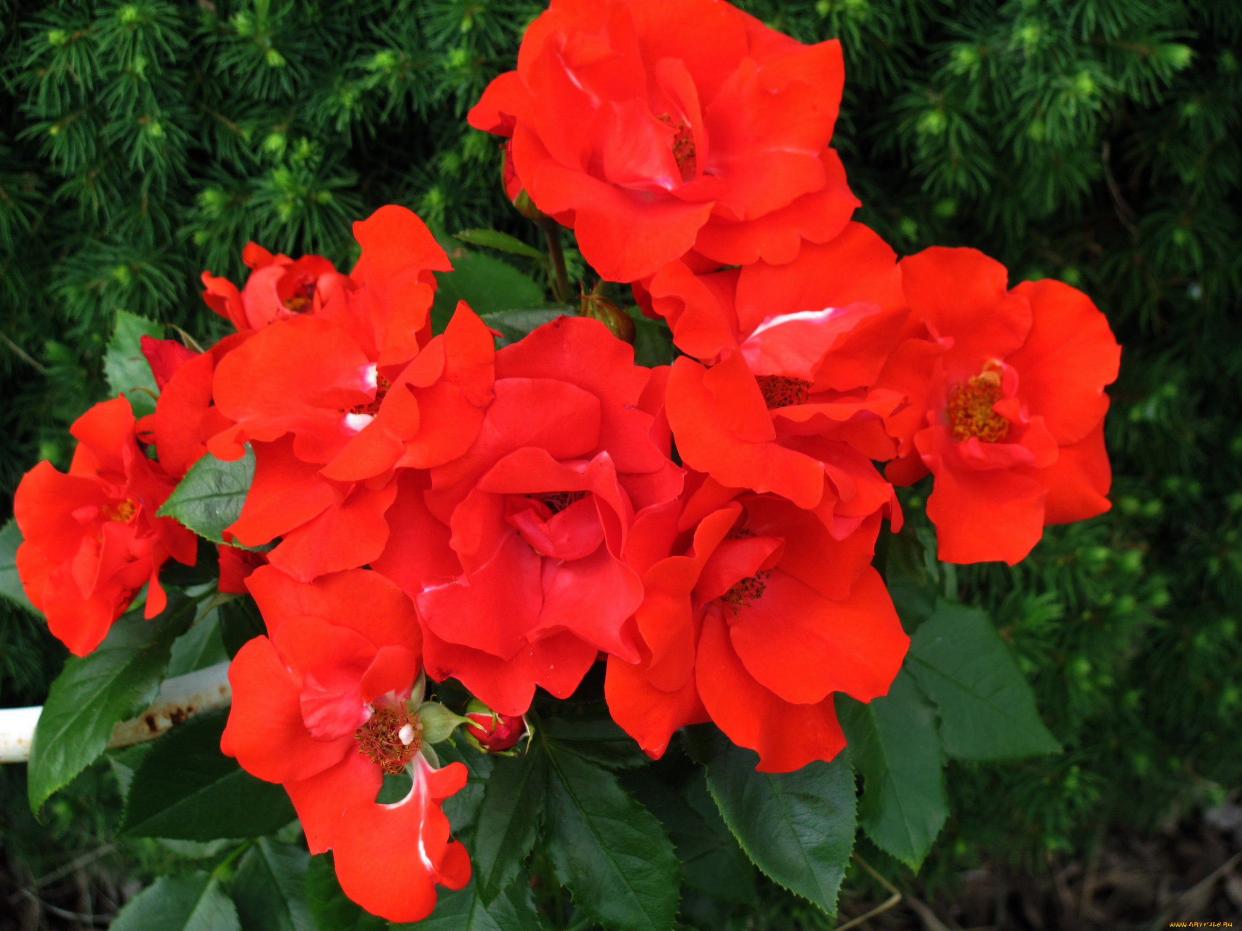 цветы, розы, алые, куст