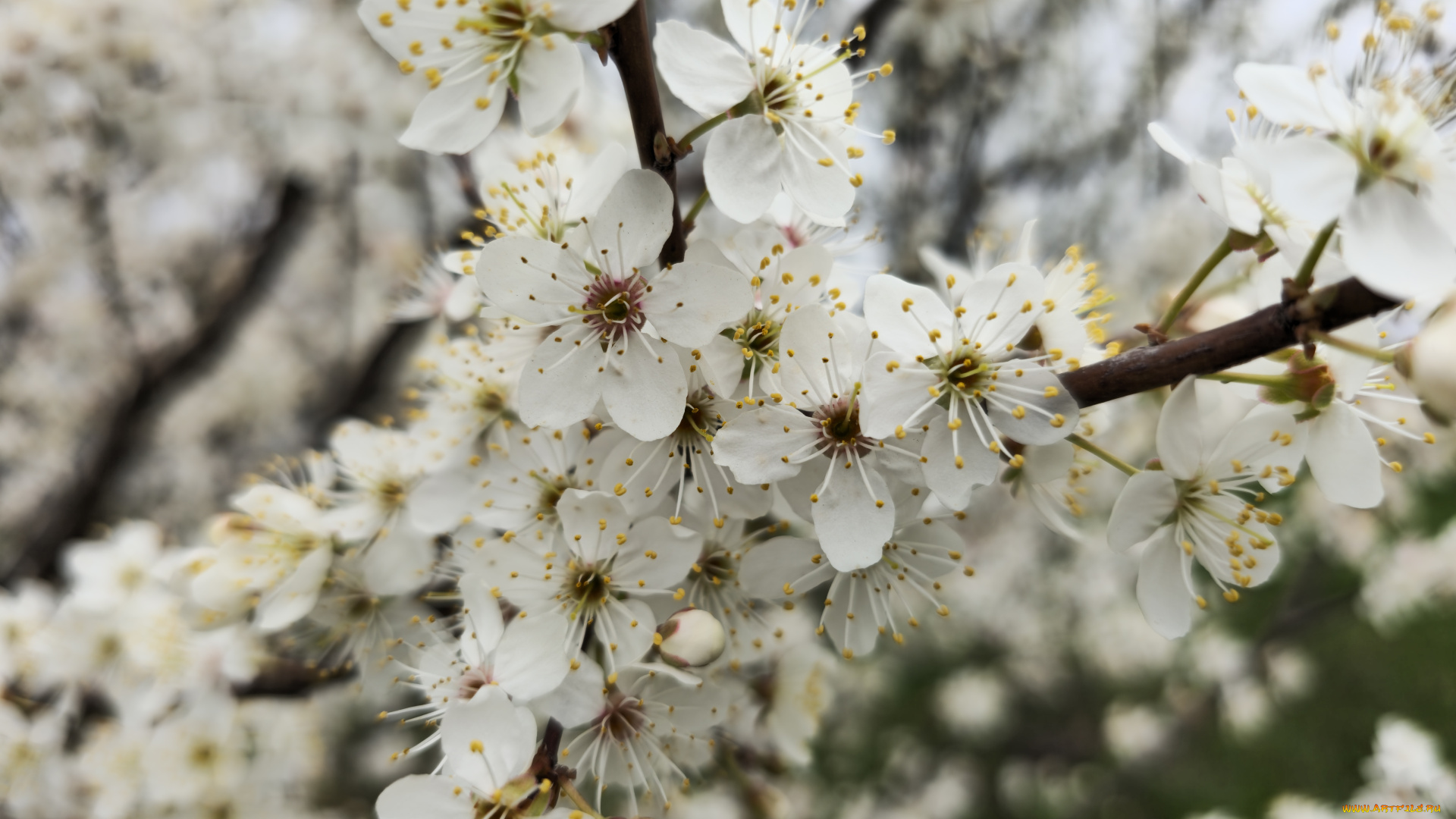 цветы, цветущие, деревья, , , кустарники, весна, 2024
