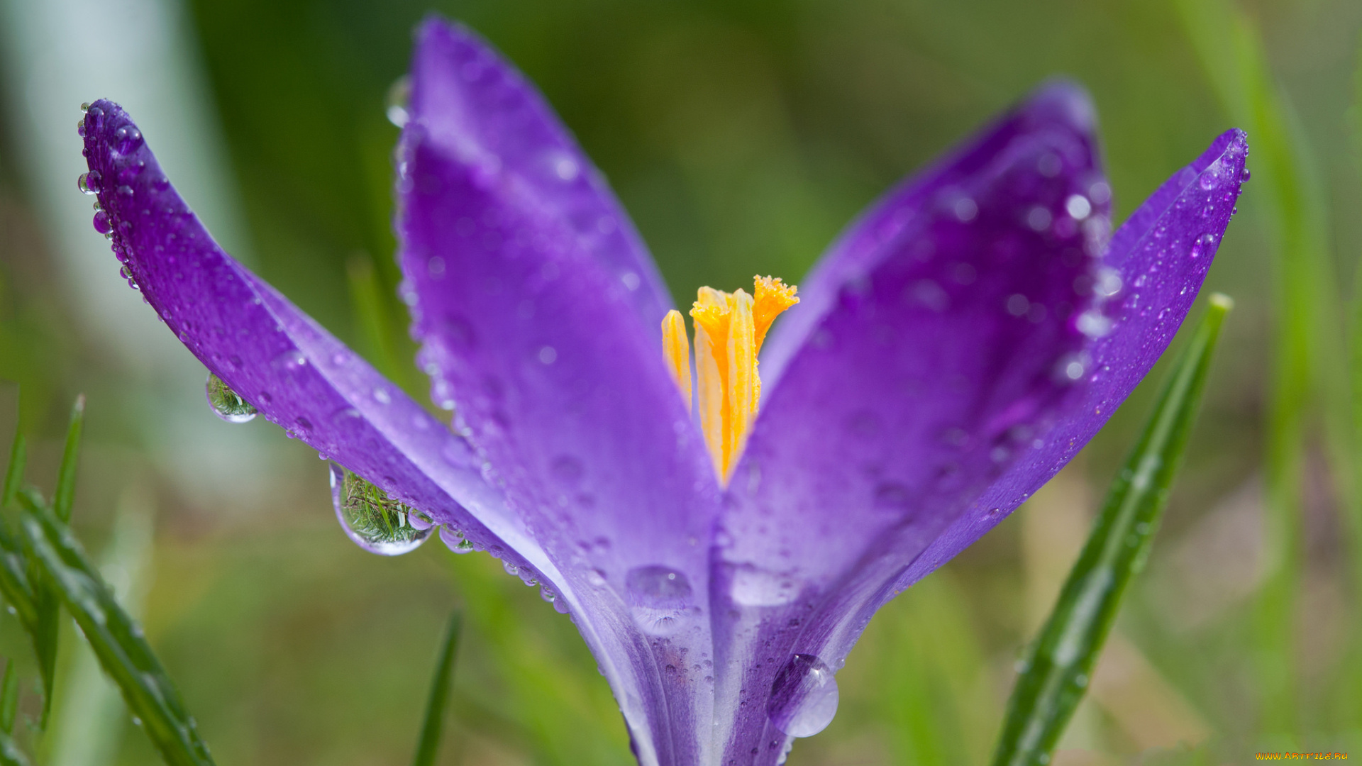 цветы, крокусы, цветок