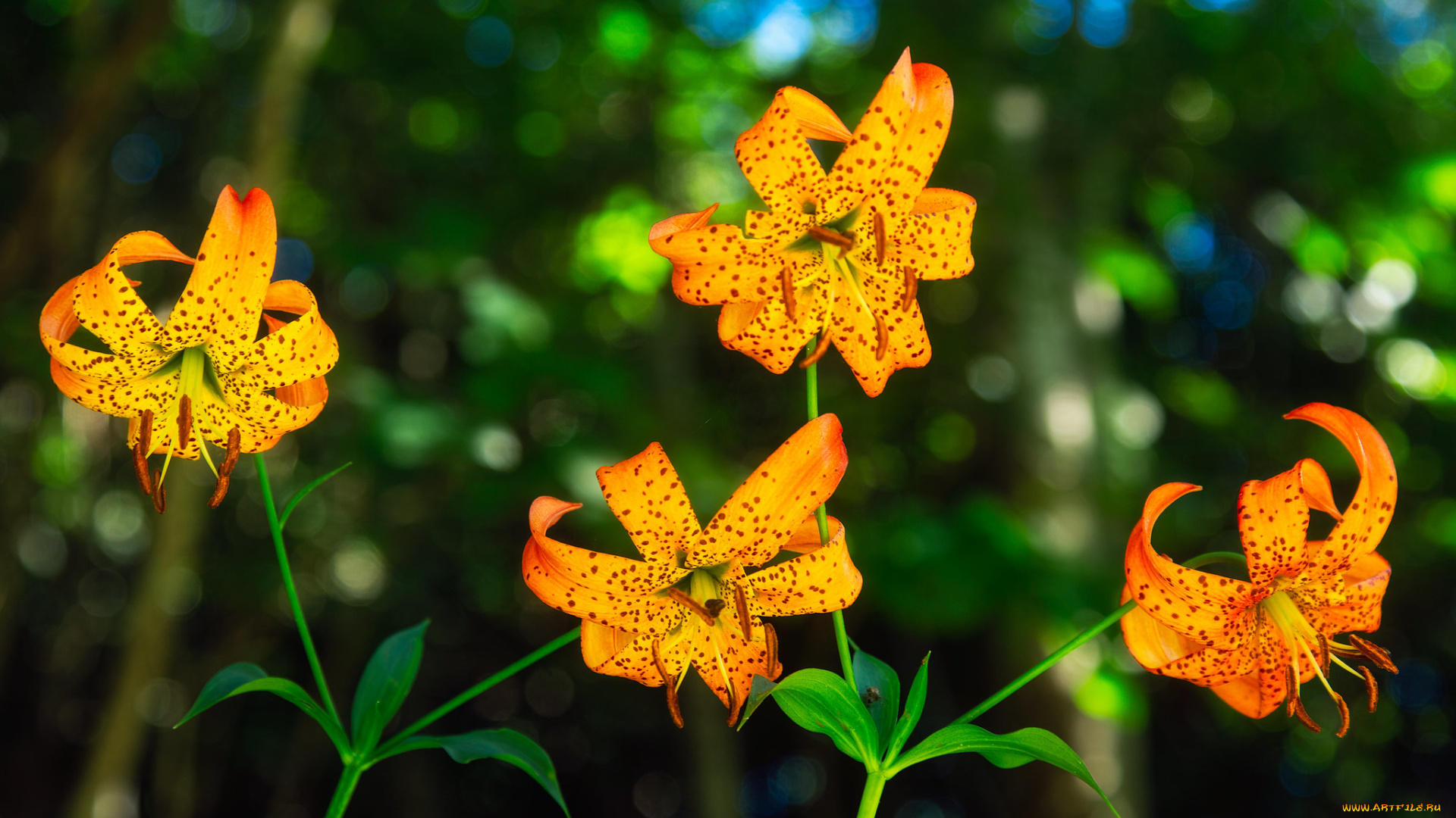 цветы, лилии, , лилейники, желтые