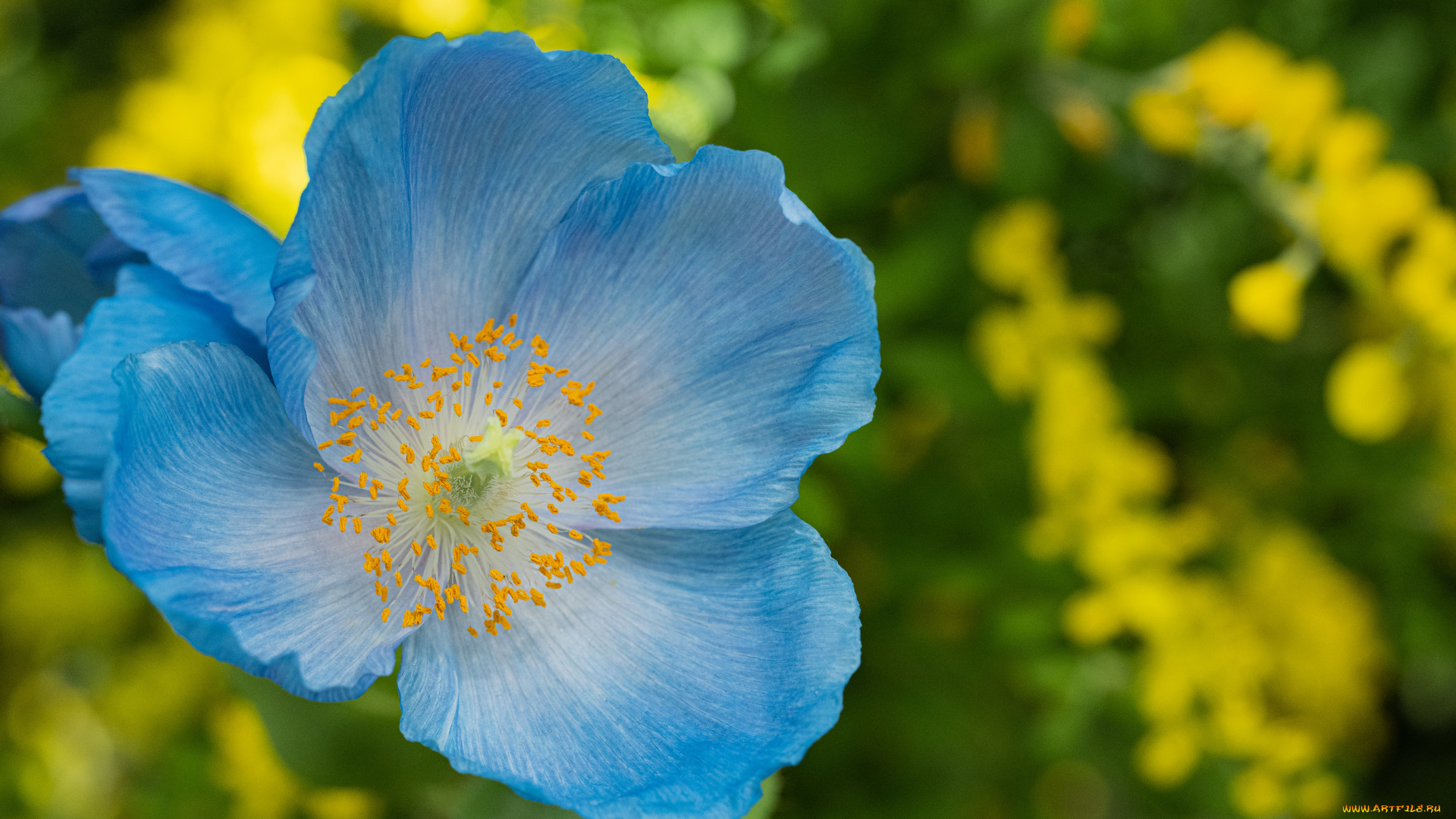 цветы, маки, голубой