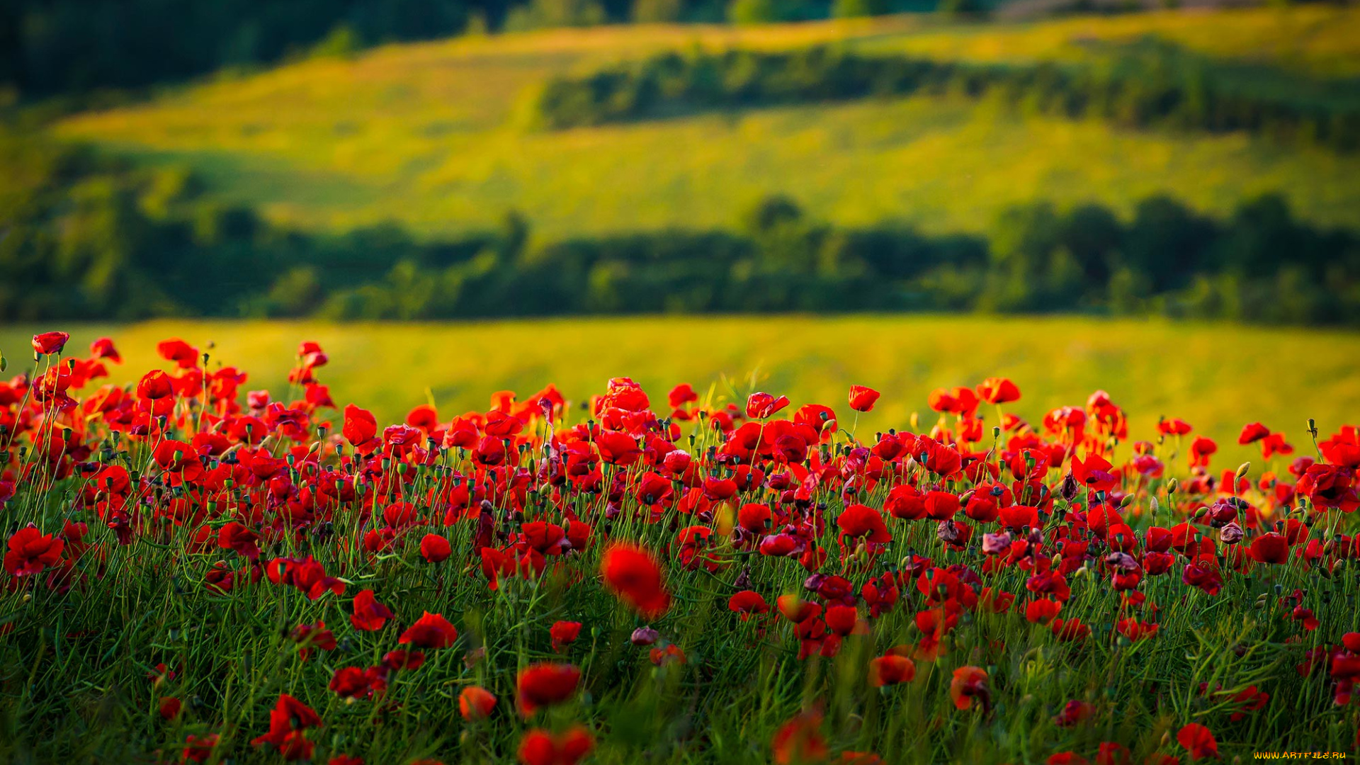 цветы, маки, поле