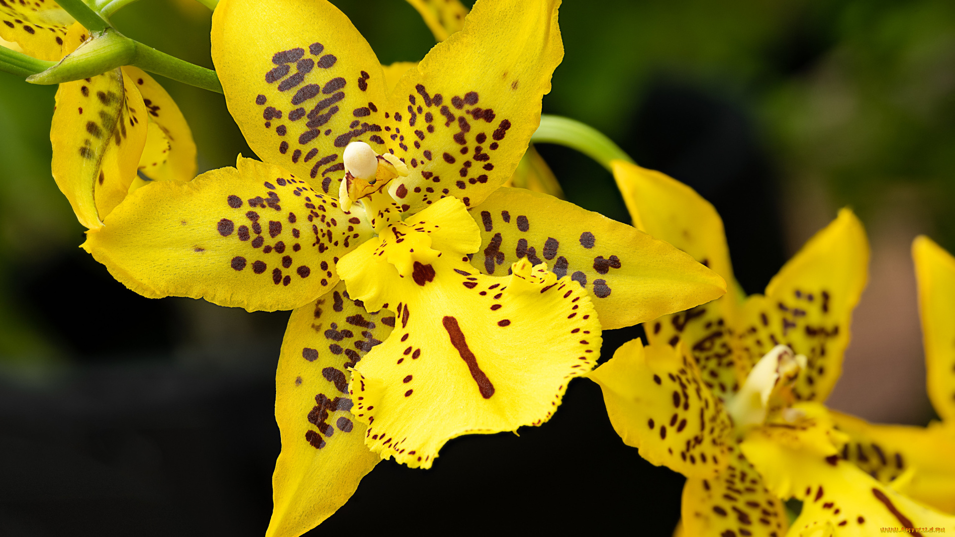 цветы, орхидеи