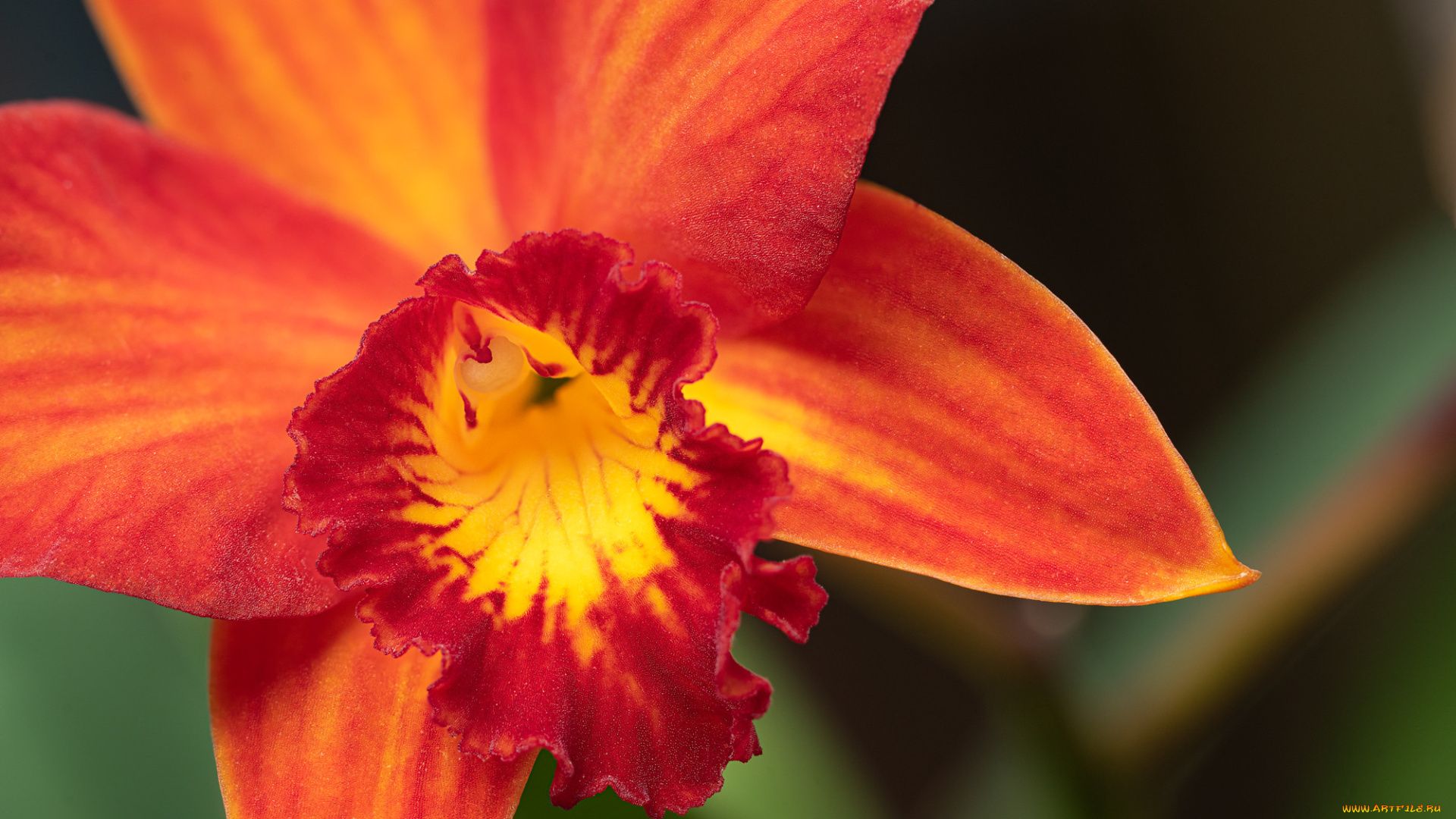 цветы, орхидеи, орхидея