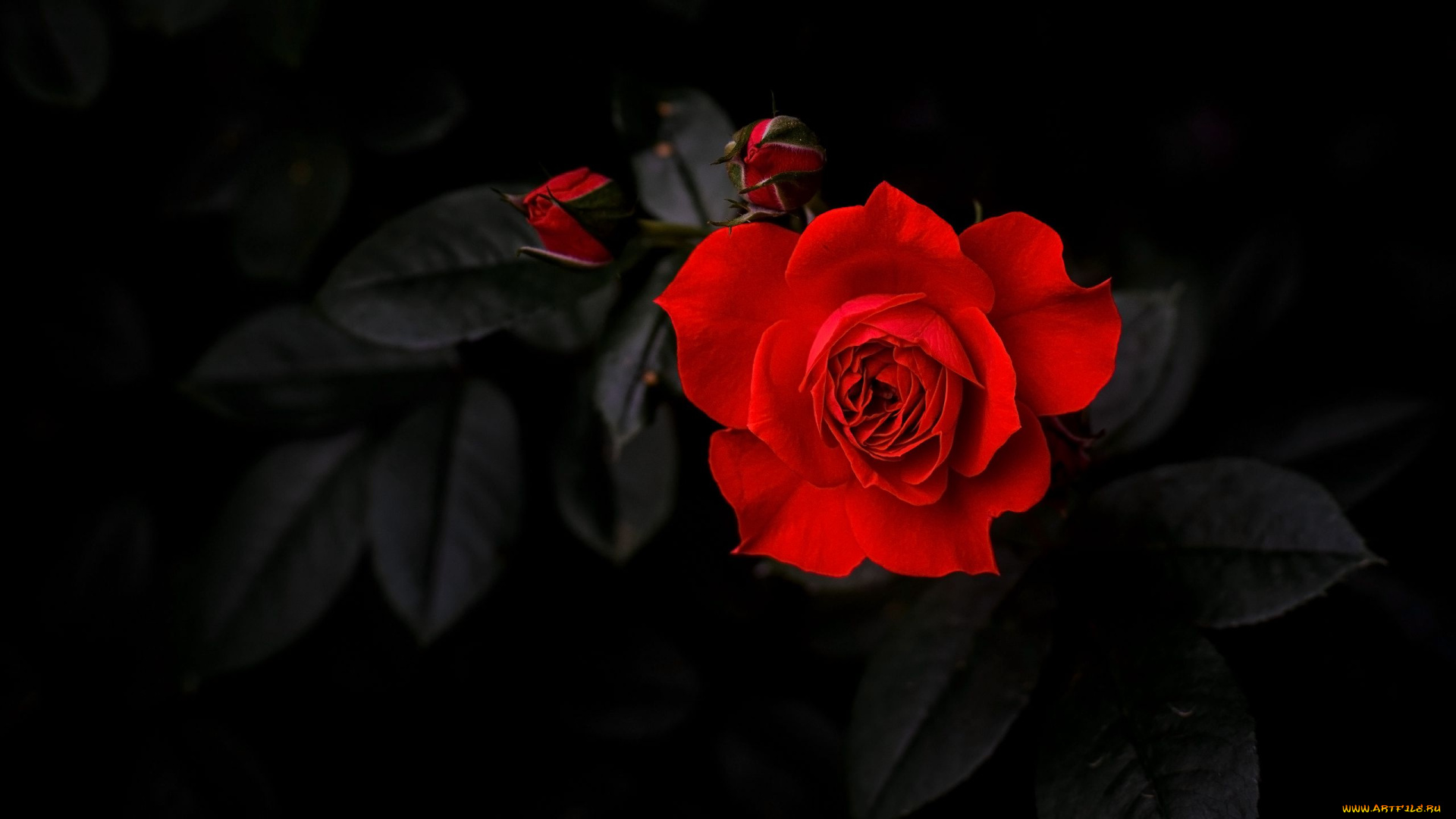цветы, розы, алая, роза, черный, фон