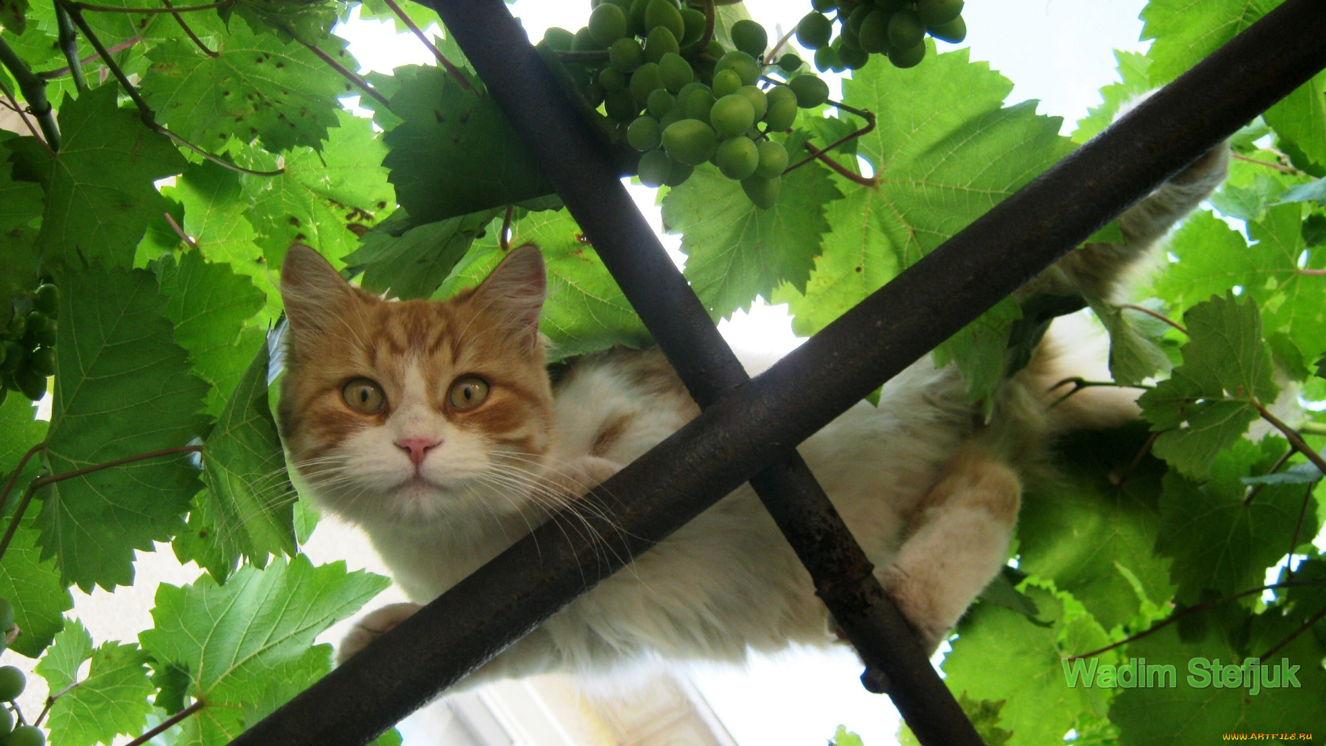 животные, коты, кот, кошка