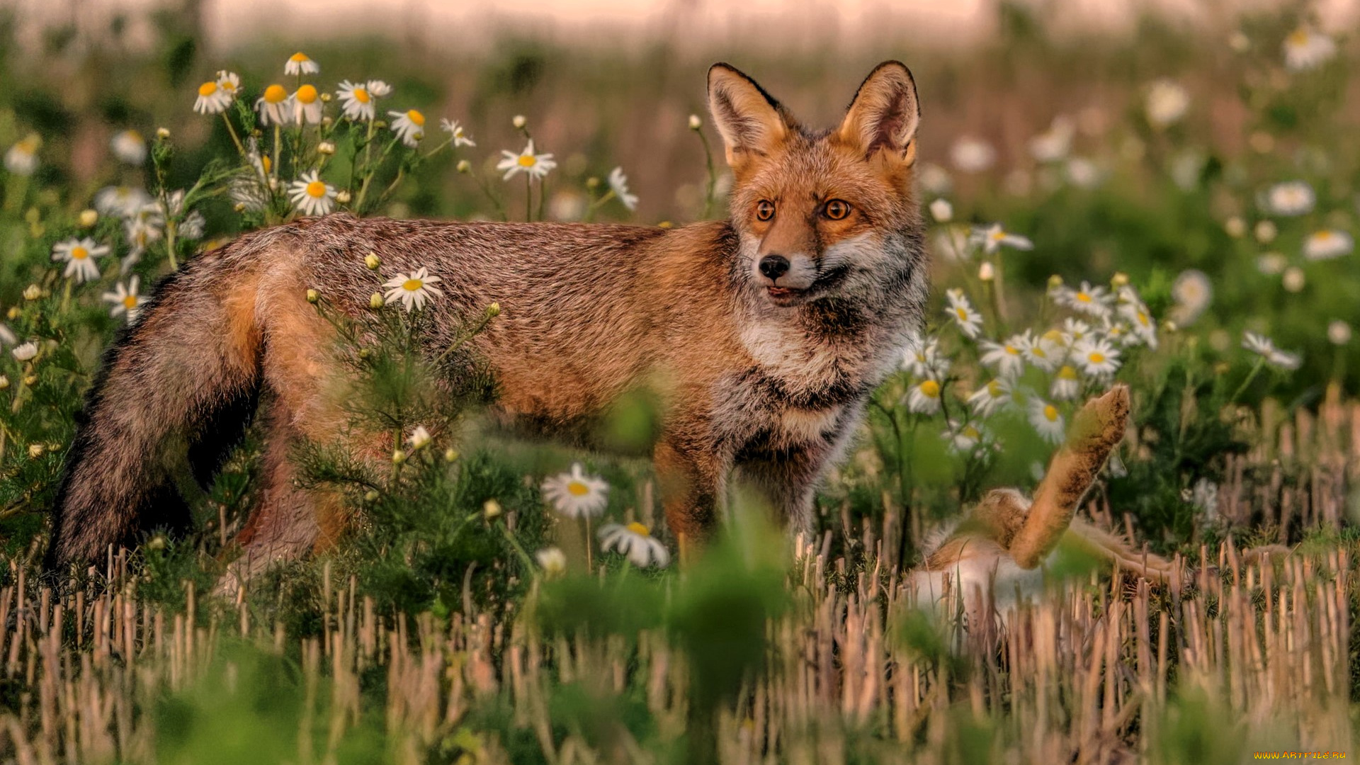 животные, лисы, лиса, луг, цветы