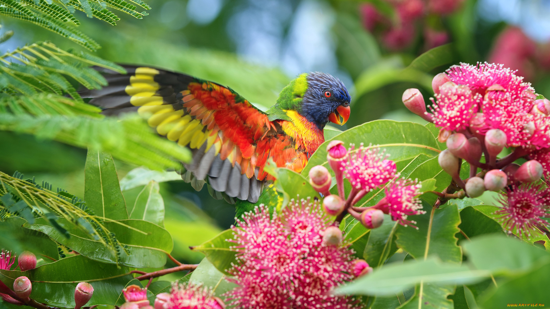 животные, попугаи, попугай