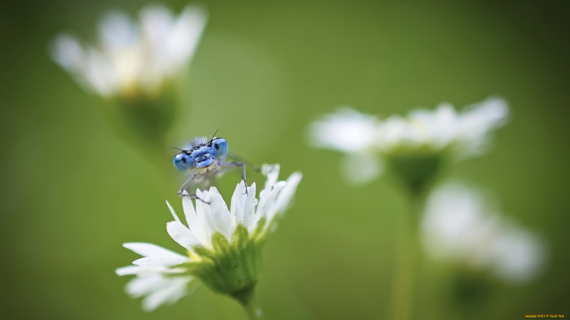 животные, стрекозы, макро