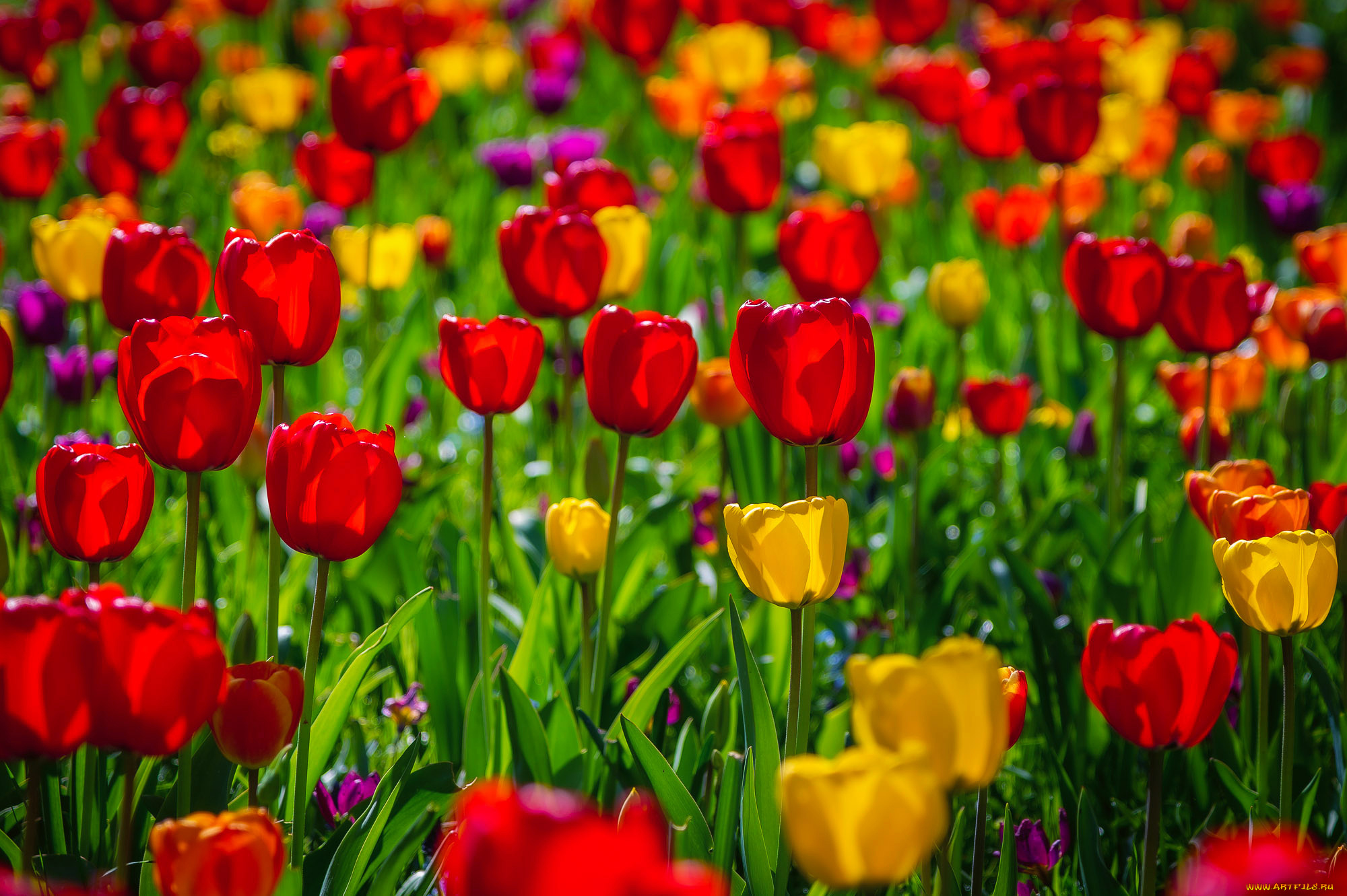 цветы, тюльпаны, весна