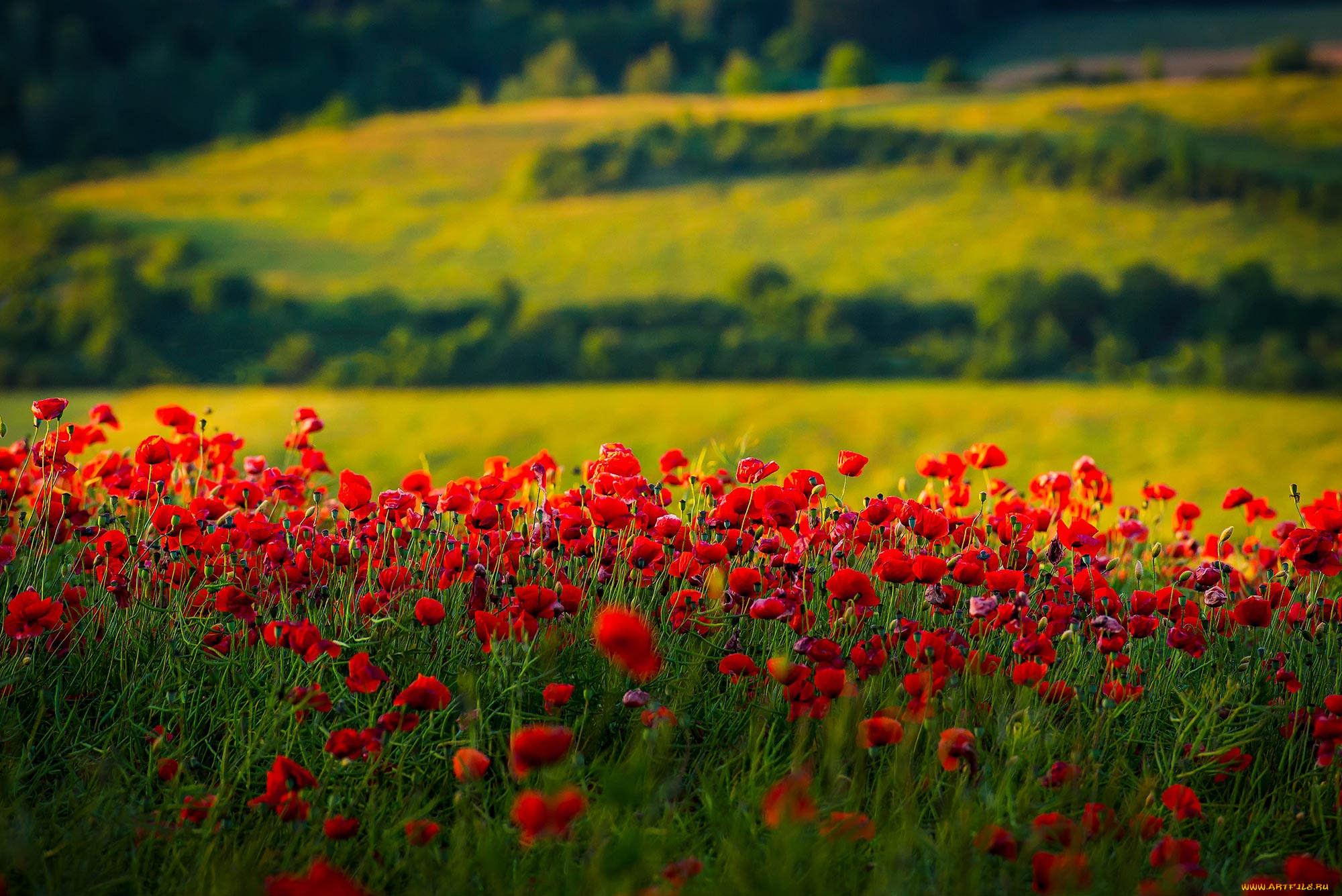цветы, маки, поле
