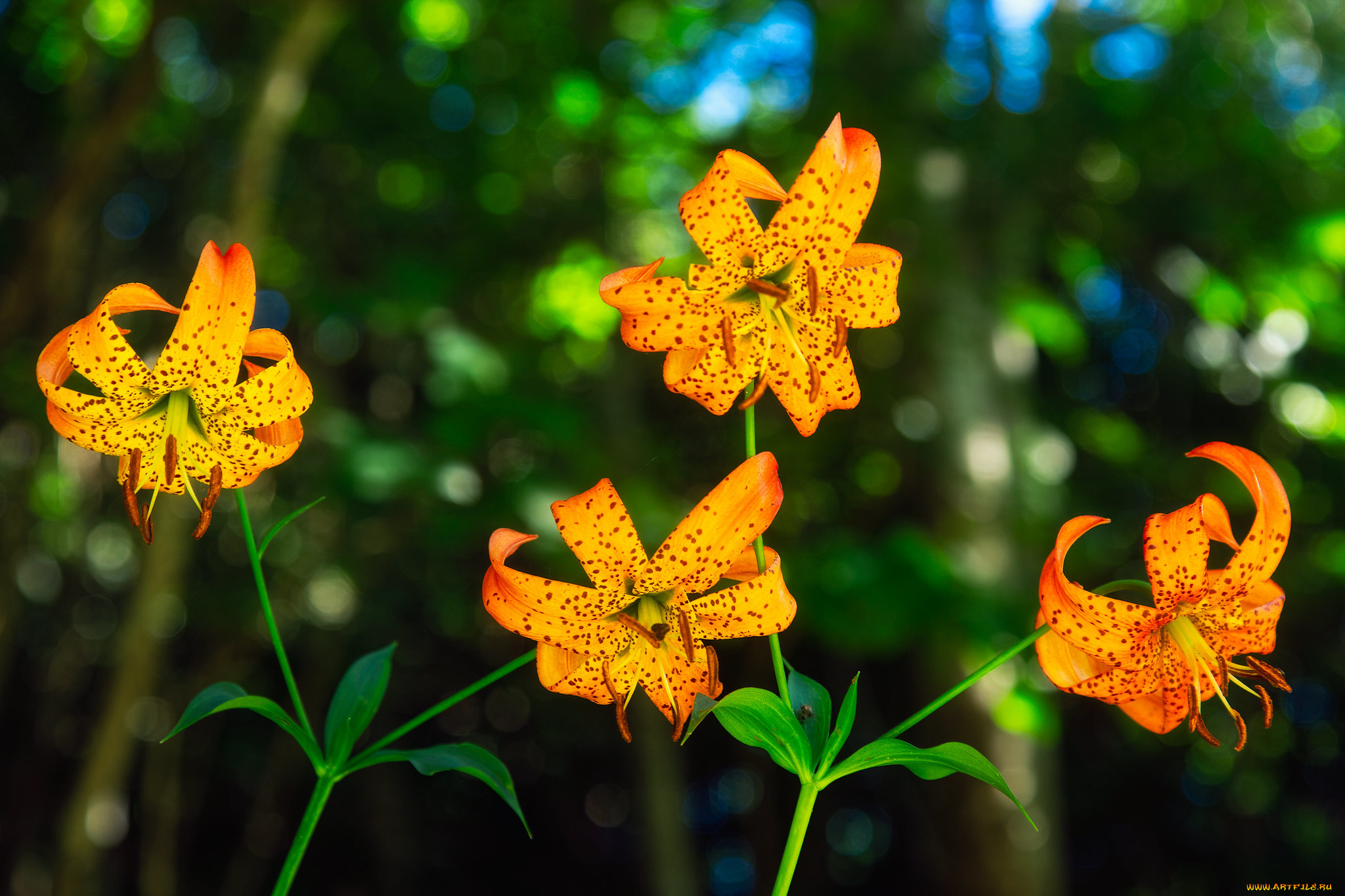 цветы, лилии, , лилейники, желтые