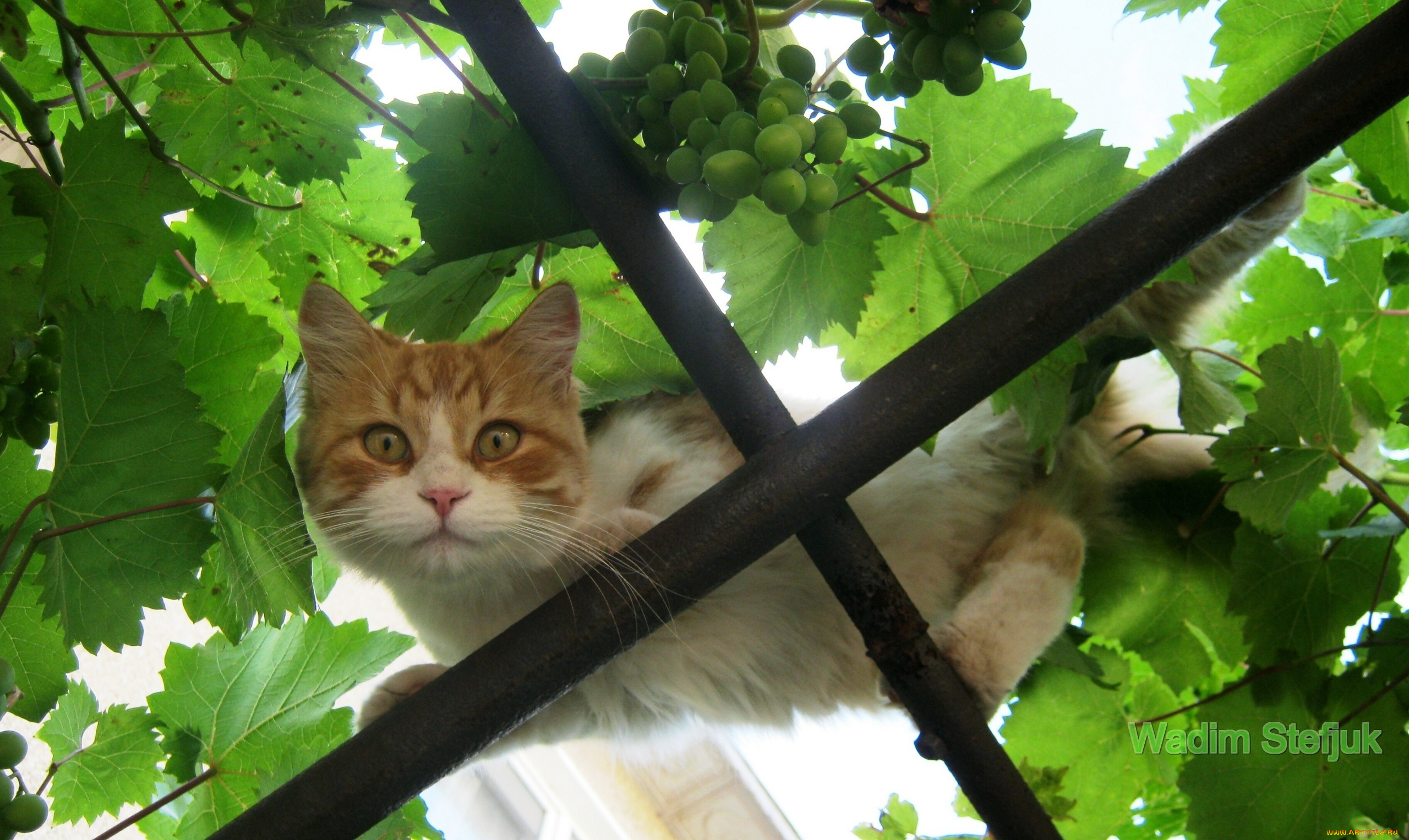 животные, коты, кот, кошка