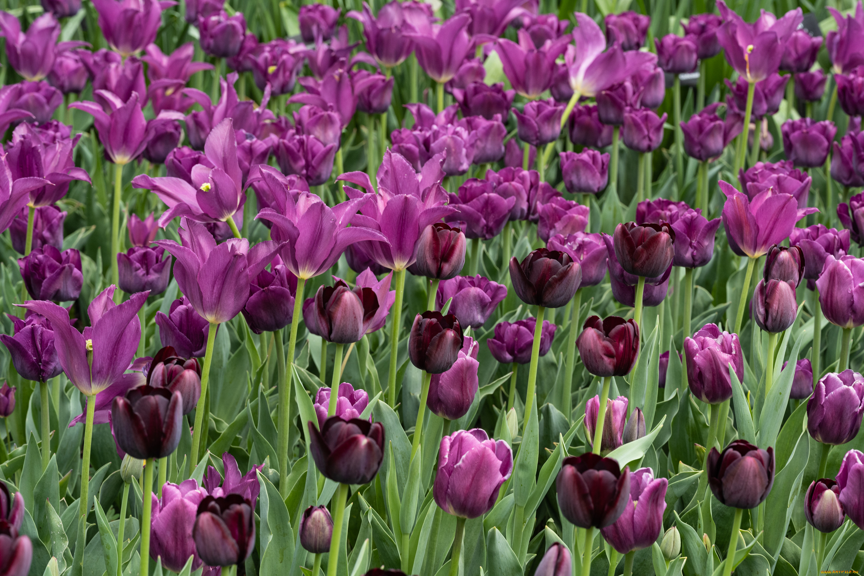 цветы, тюльпаны