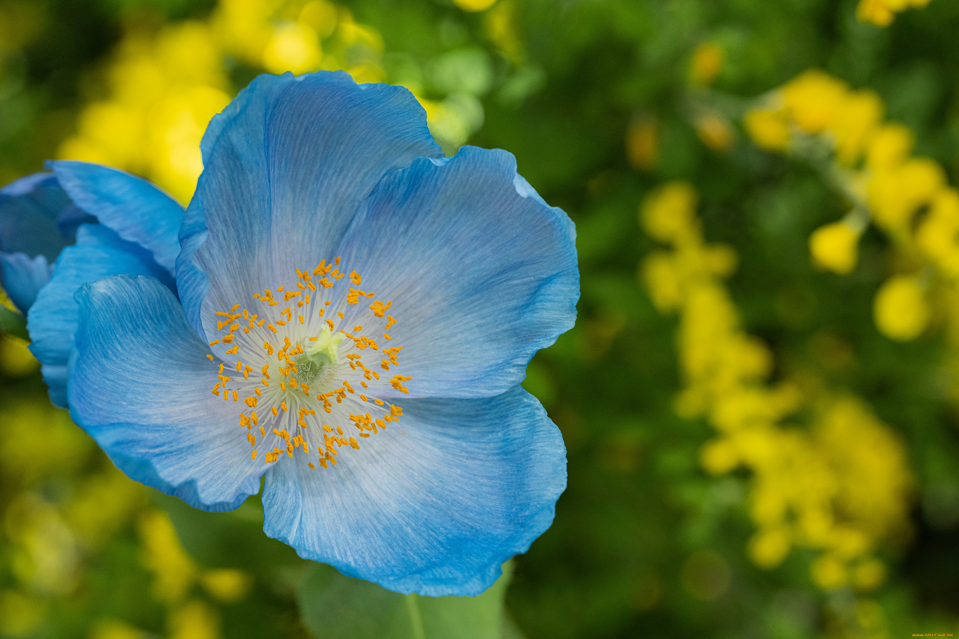 цветы, маки, голубой