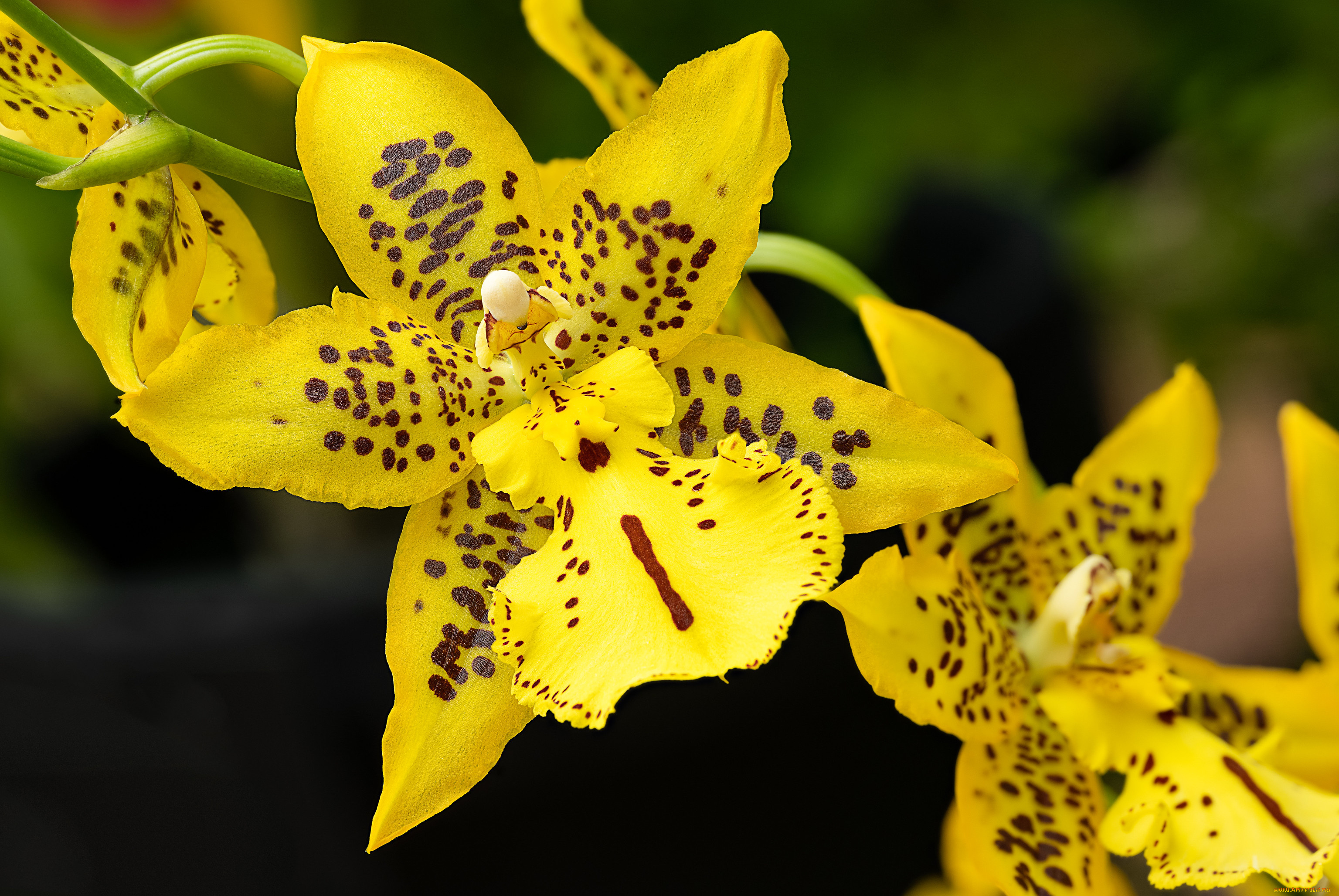 цветы, орхидеи