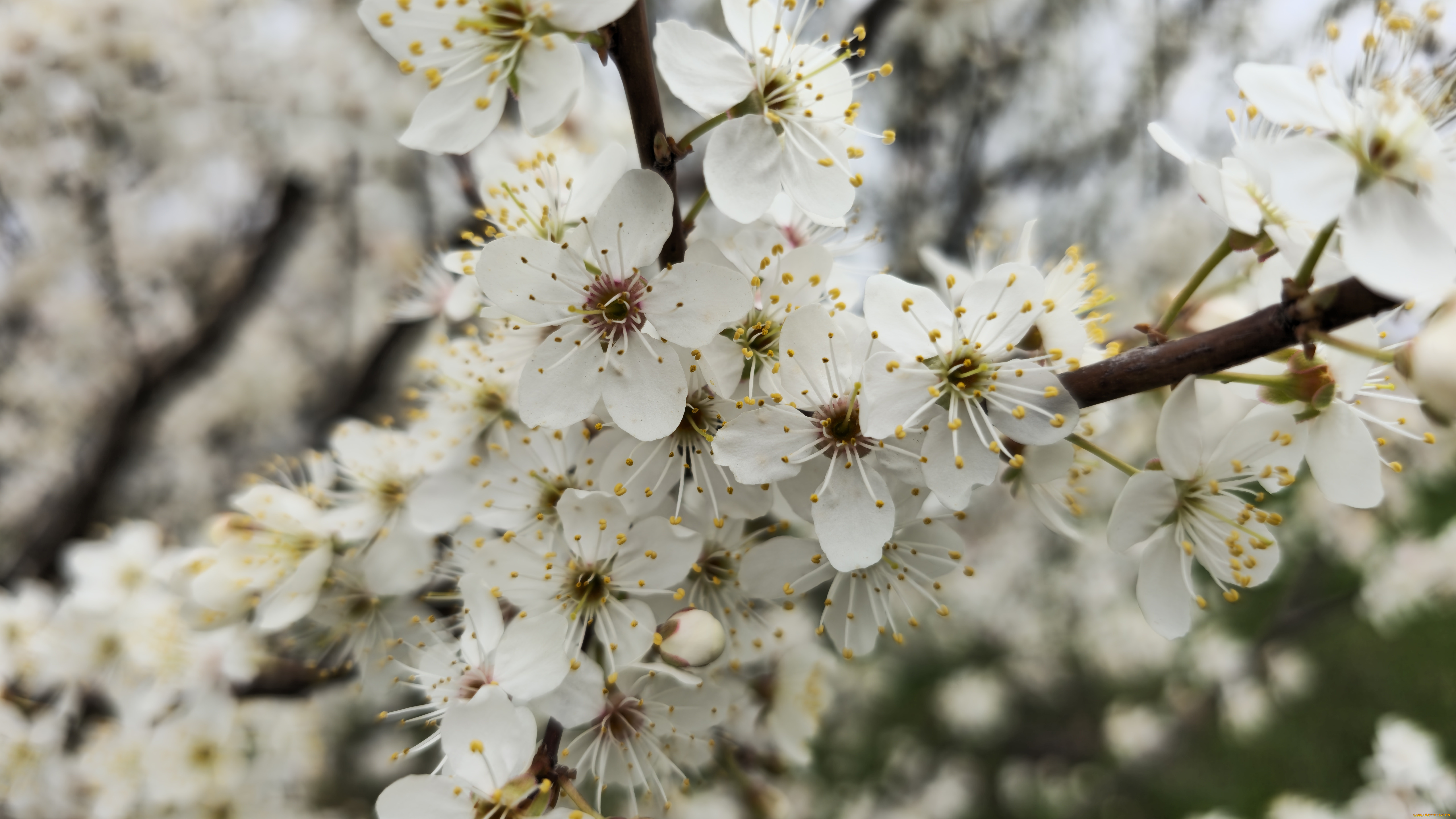 цветы, цветущие, деревья, , , кустарники, весна, 2024