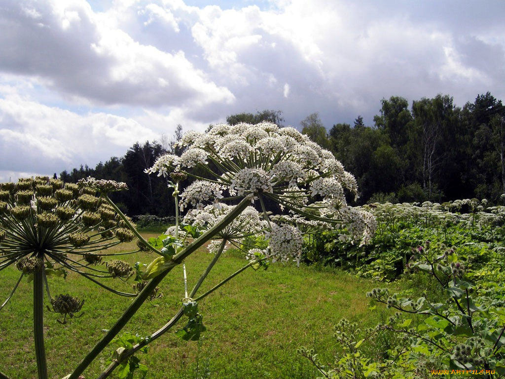 цветы, луговые, полевые