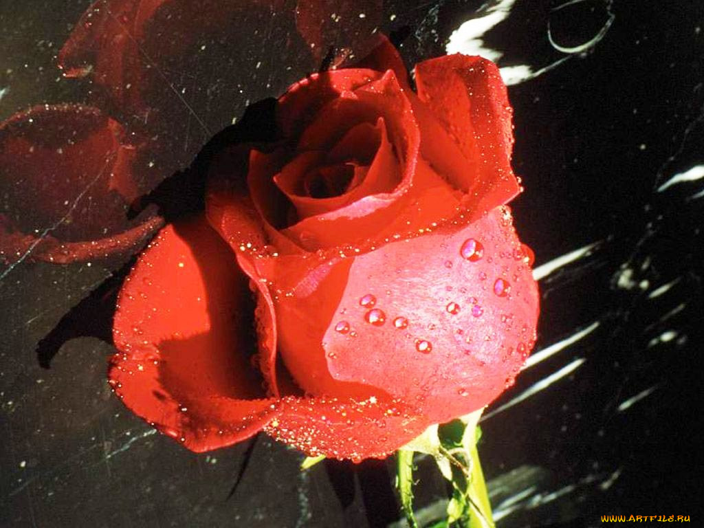 цветы, розы