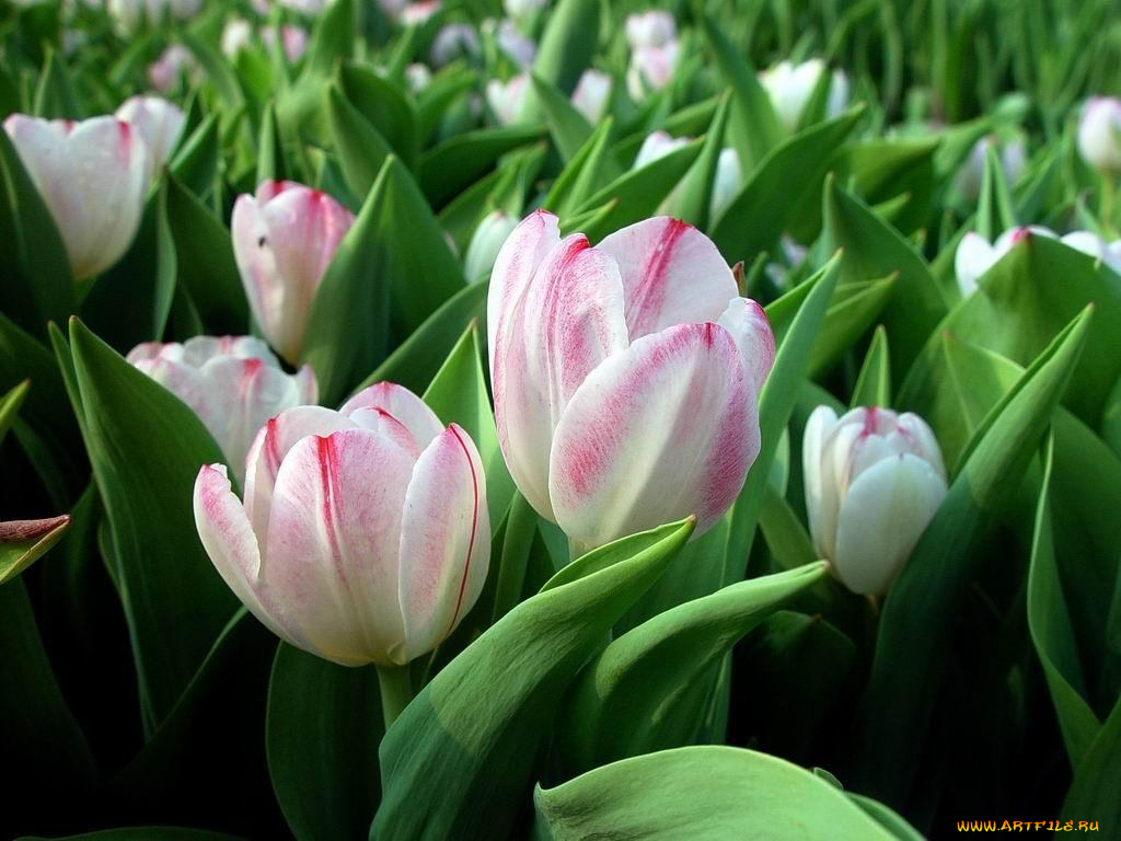 цветы, тюльпаны