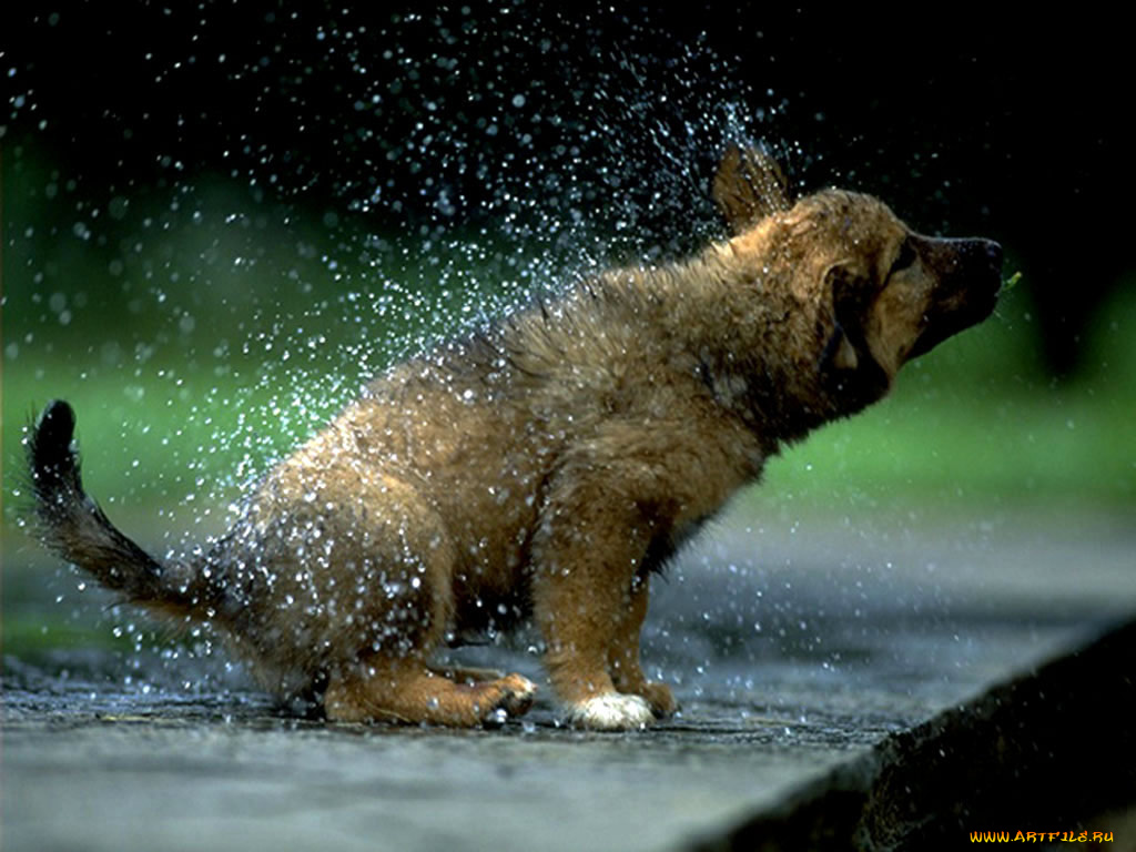 животные, собаки