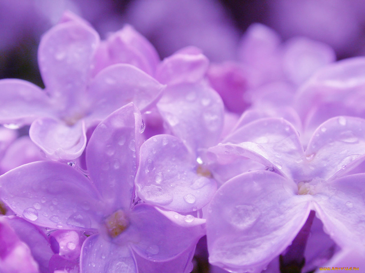 цветы, сирень