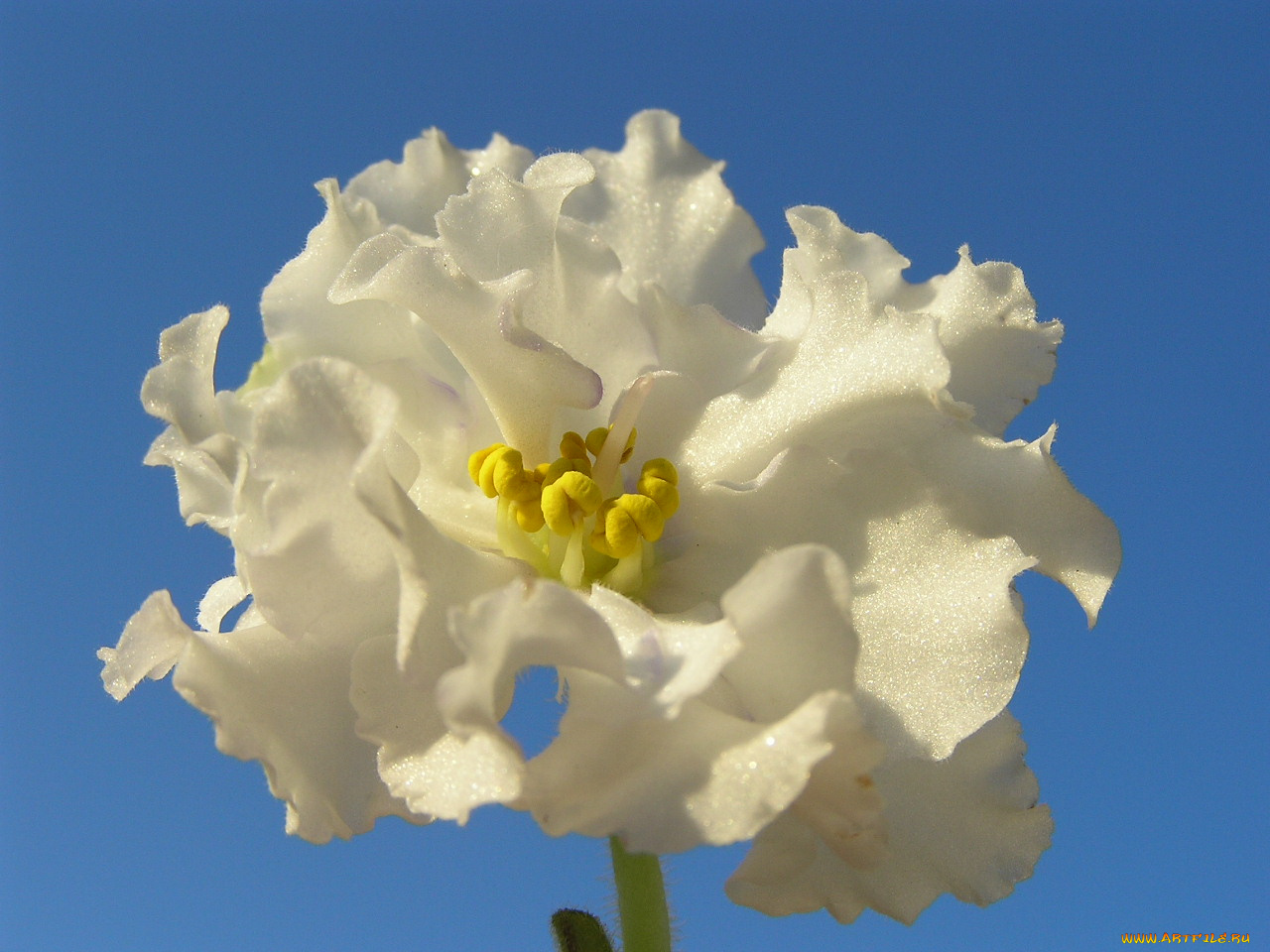 цветы, фиалки