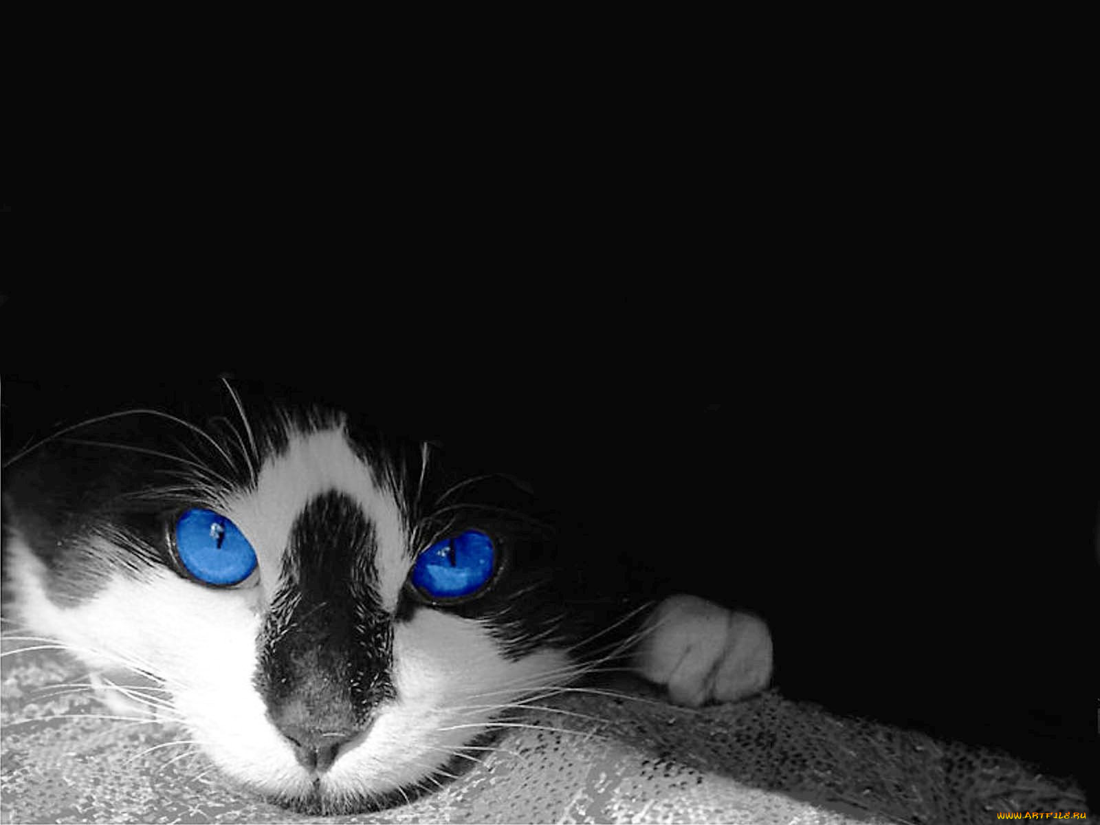 животные, коты