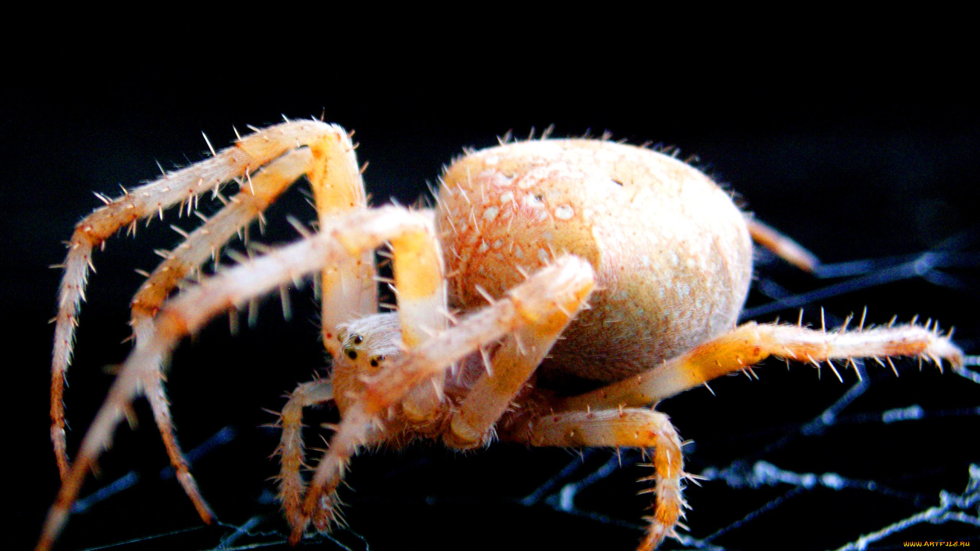 паучище, животные, пауки