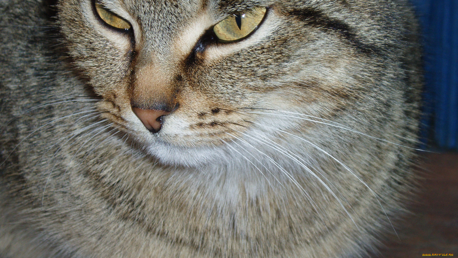 тимон, животные, коты