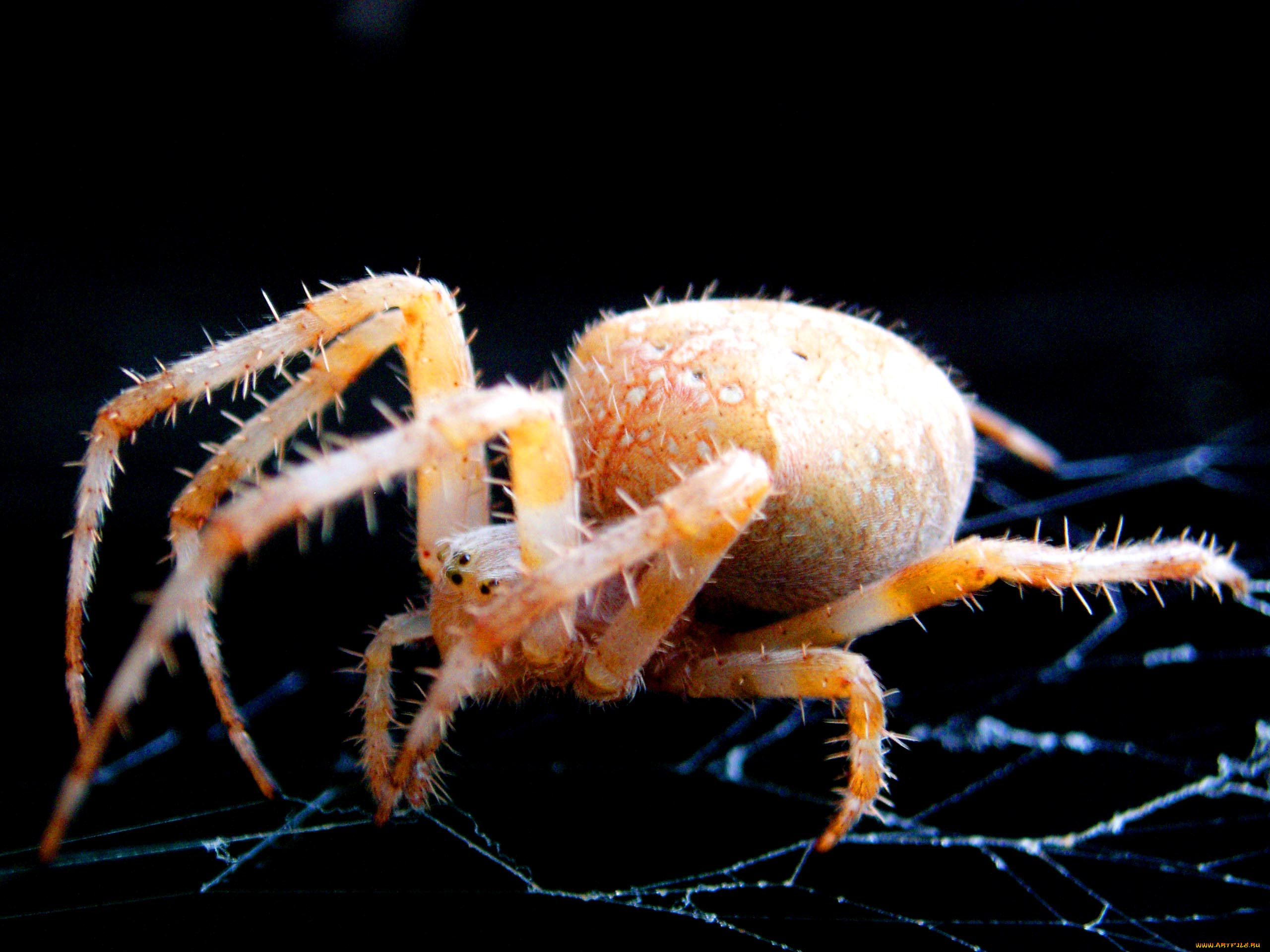 паучище, животные, пауки