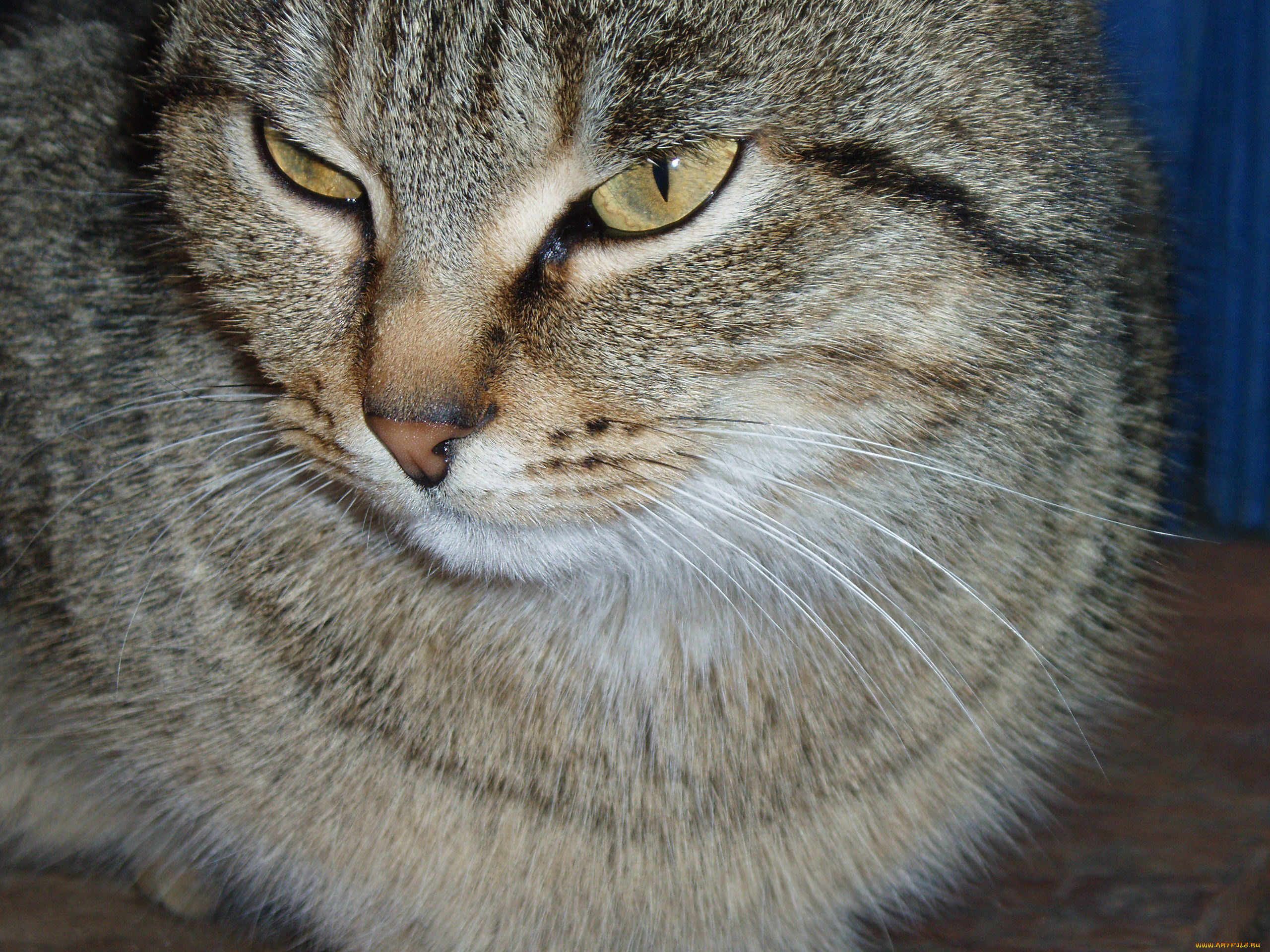 тимон, животные, коты