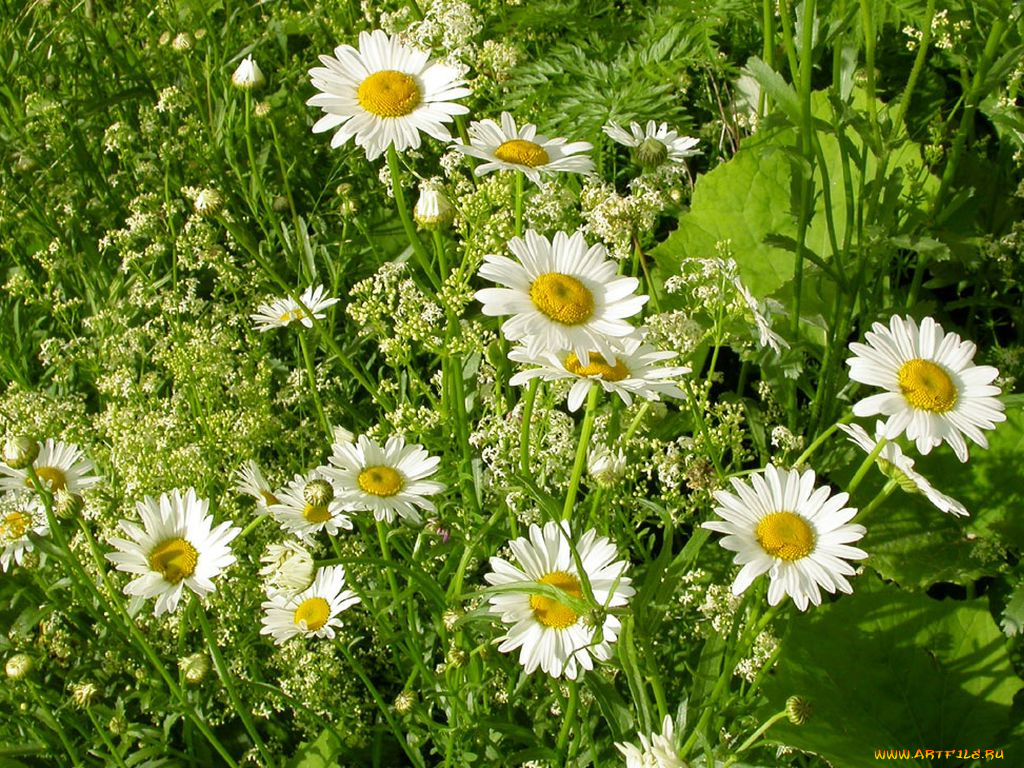 цветы, ромашки