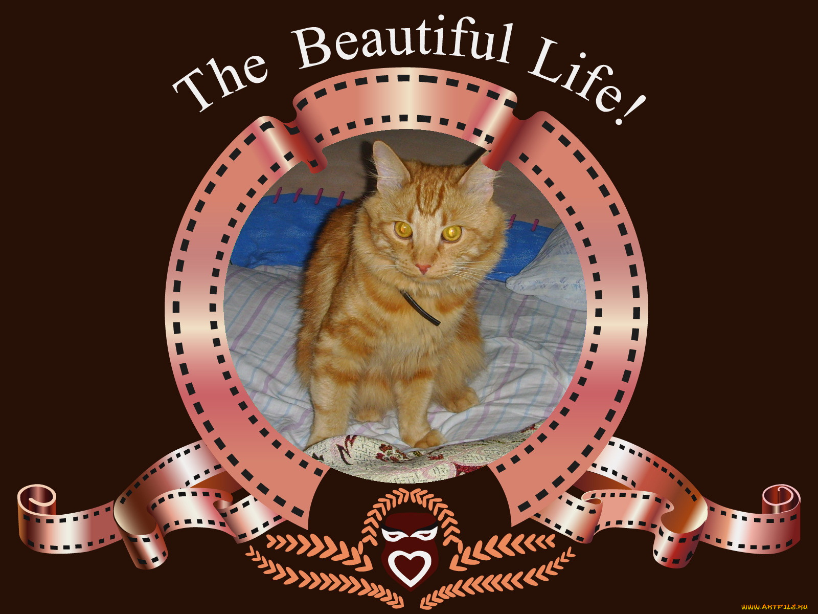 животные, коты