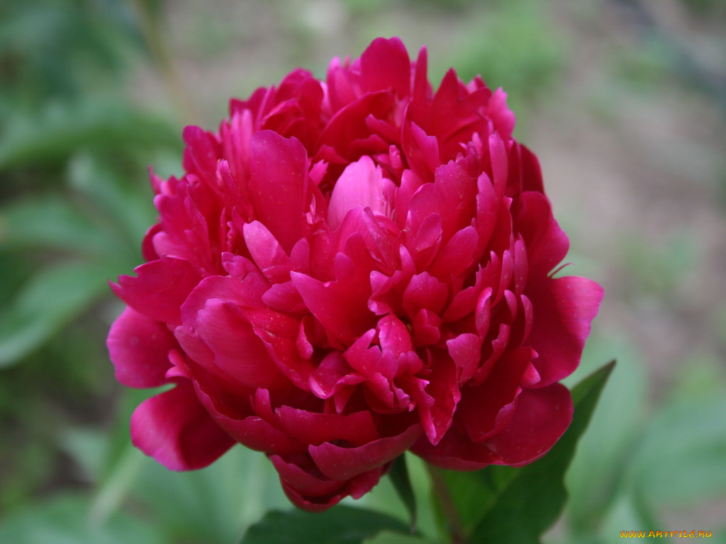 пион, цветы, пионы