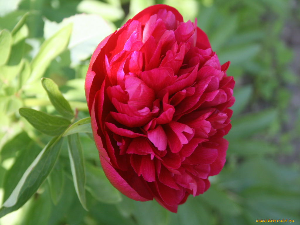 пион, цветы, пионы