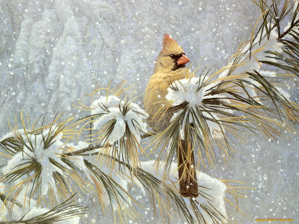 рисованные, животные, птицы