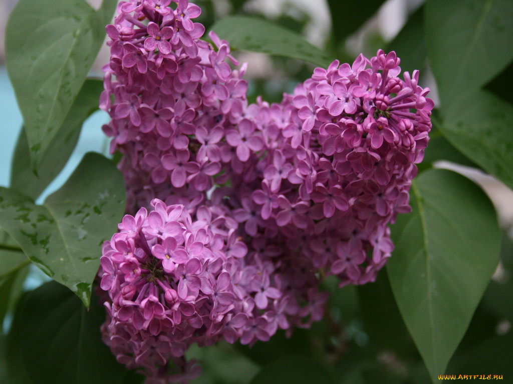 сирень, цветы