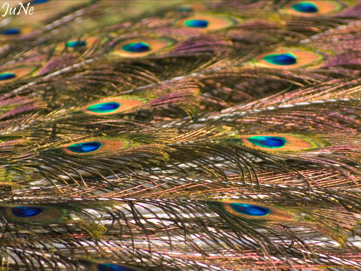 хвост, перья, разное