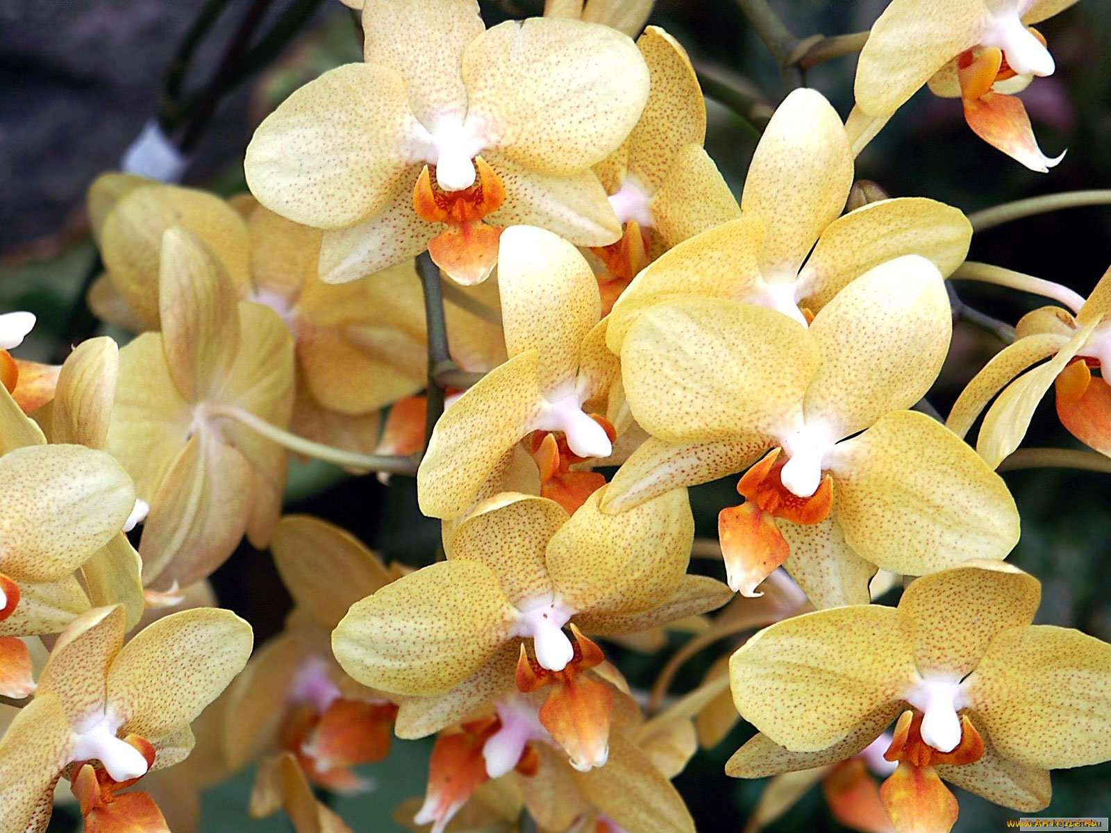 цветы, орхидеи