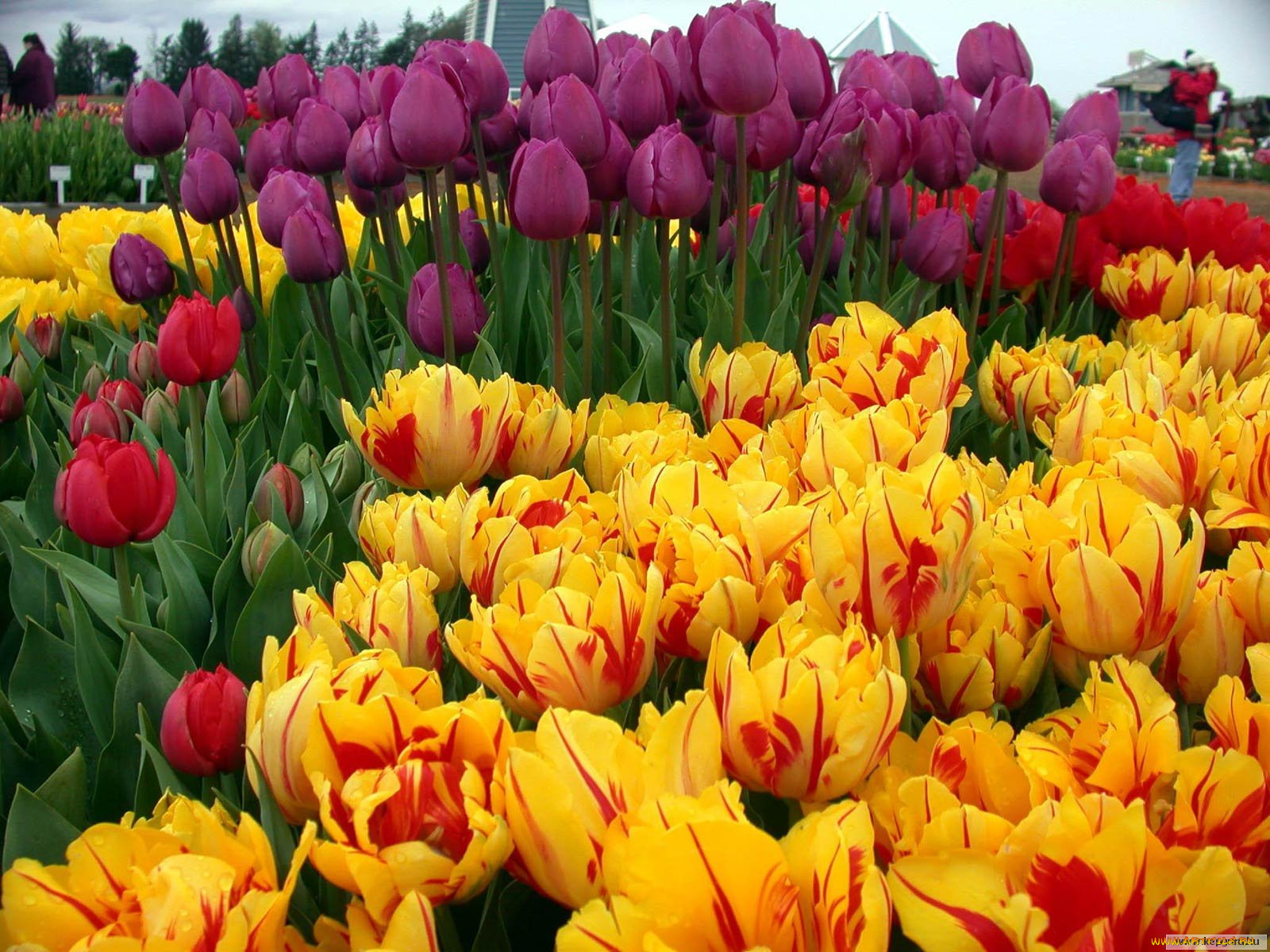 цветы, тюльпаны