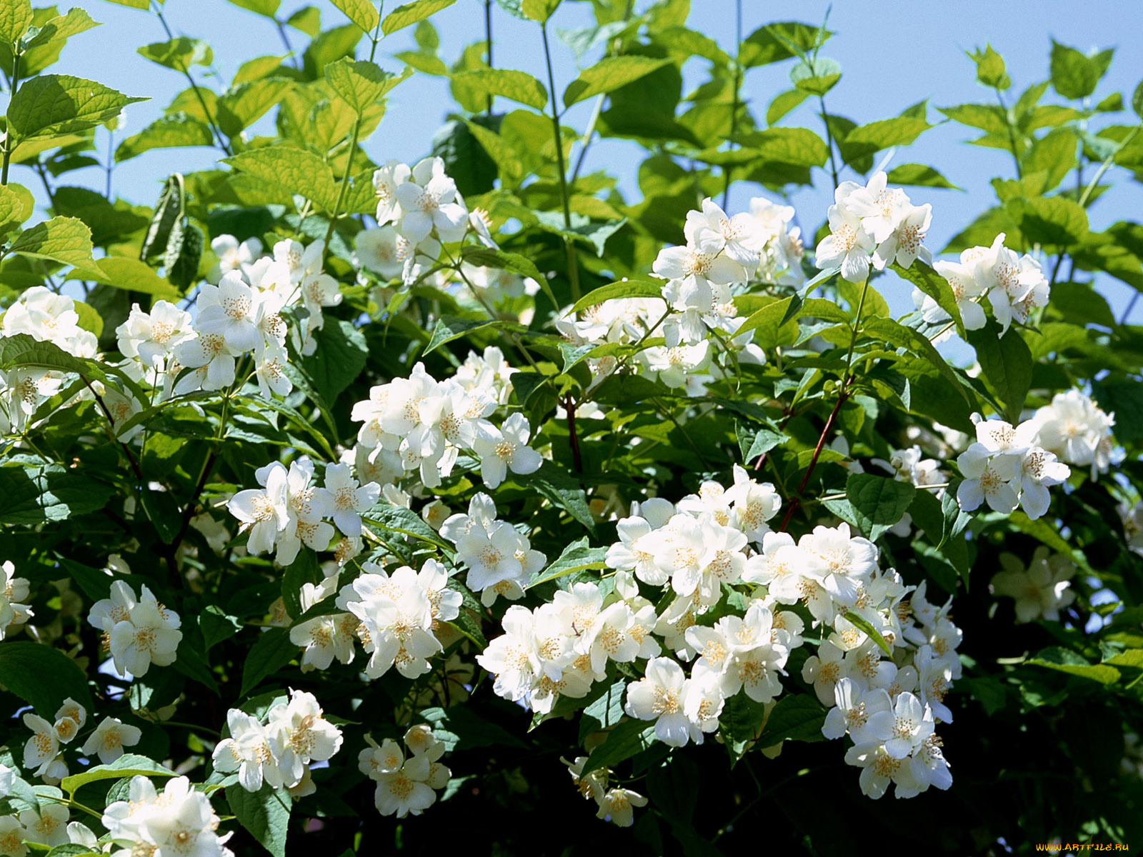 цветы, жасмин