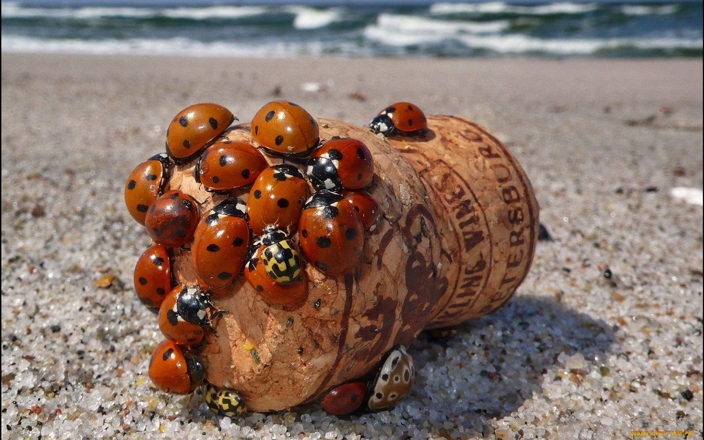 животные, божьи, коровки