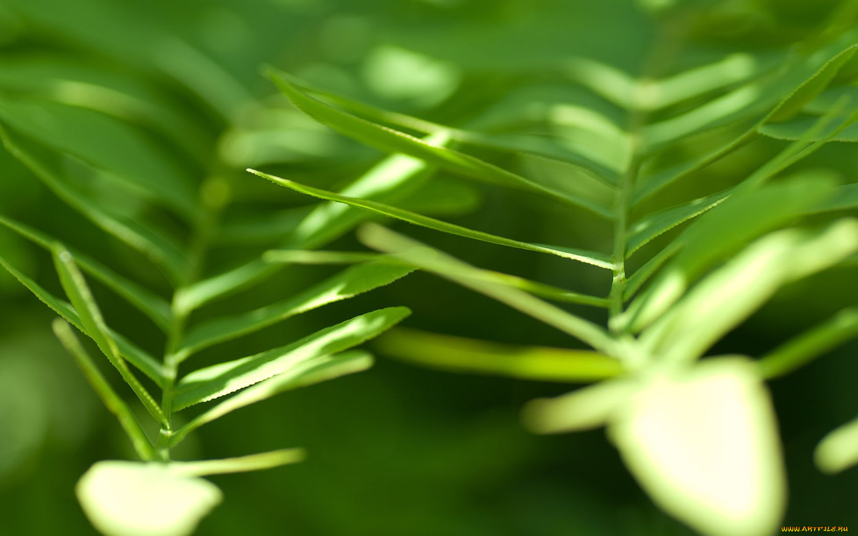 природа, листья