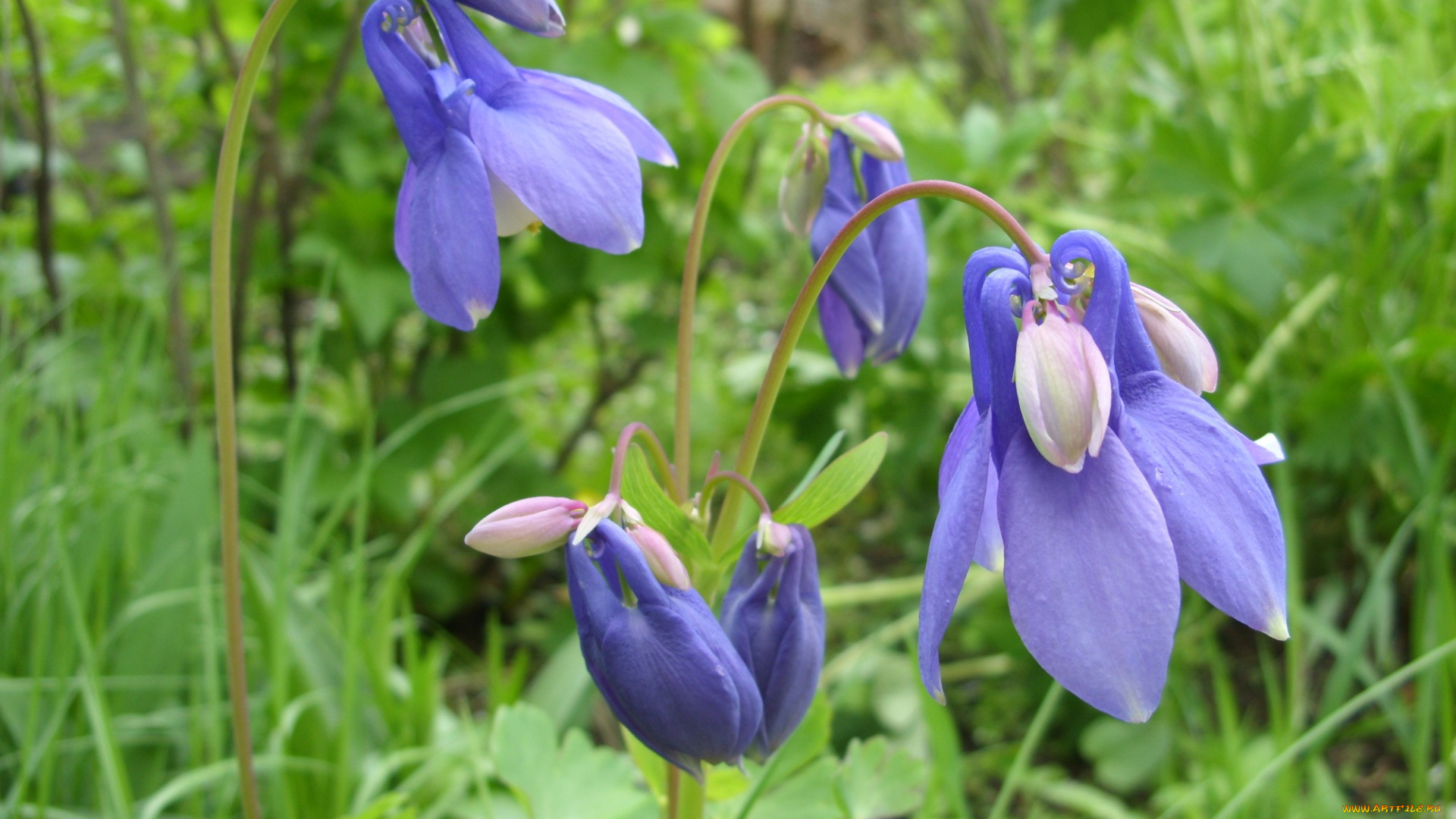 цветы, аквилегия, водосбор