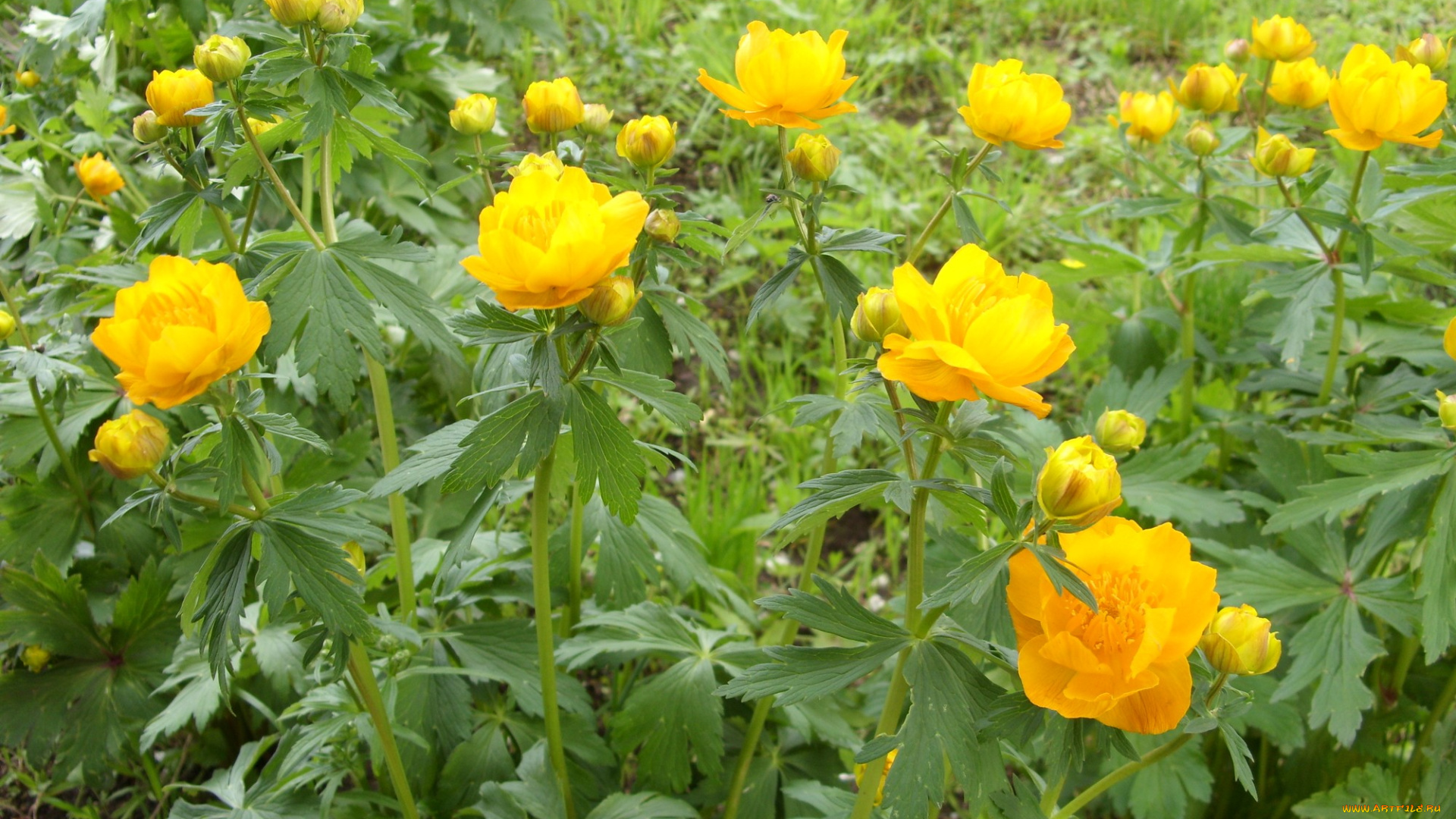 цветы, калужницы, лютики