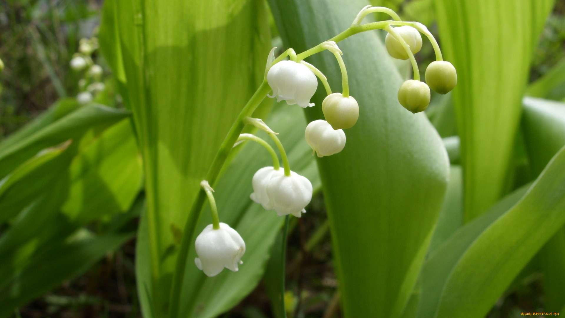 цветы, ландыши